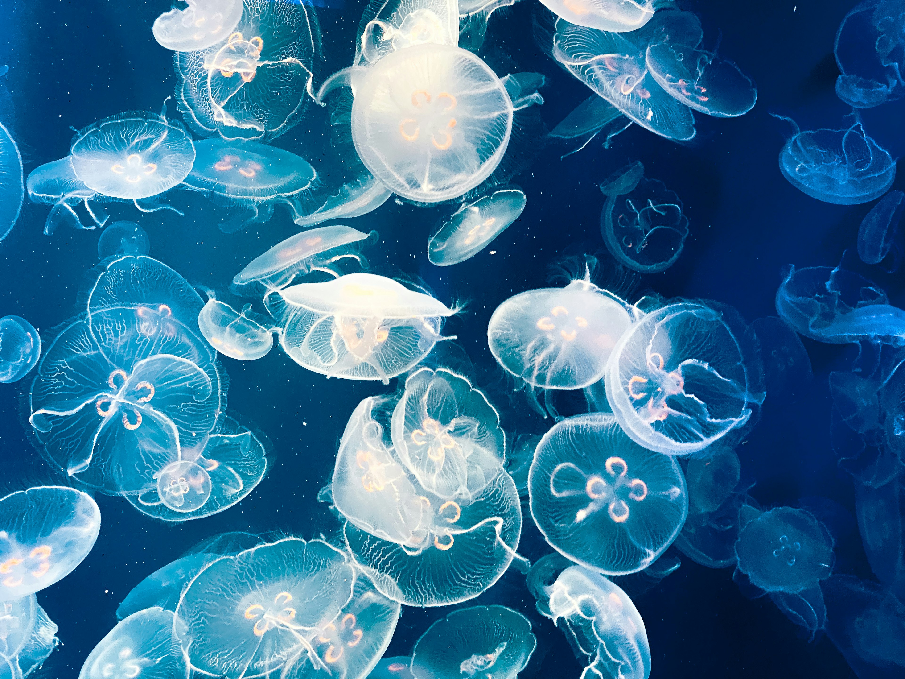 Un grupo de medusas transparentes flotando en agua azul