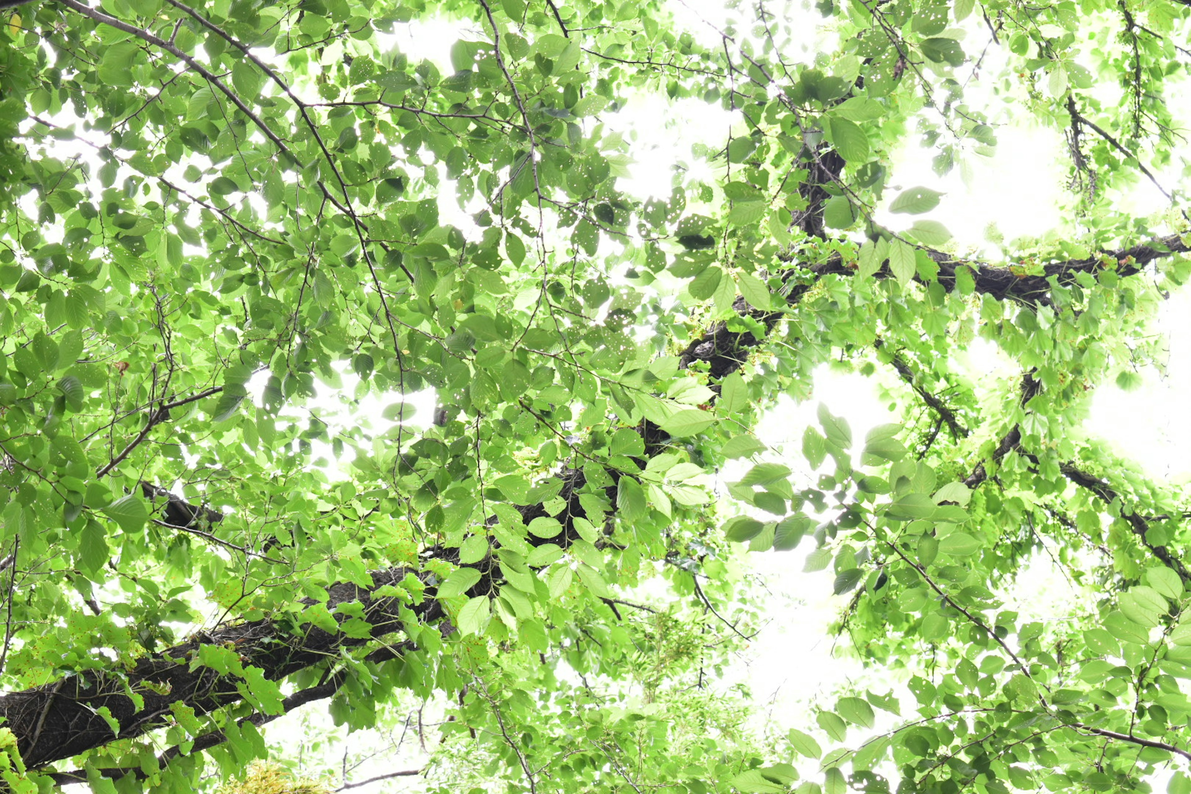 Vista de hojas verdes exuberantes en ramas de árbol