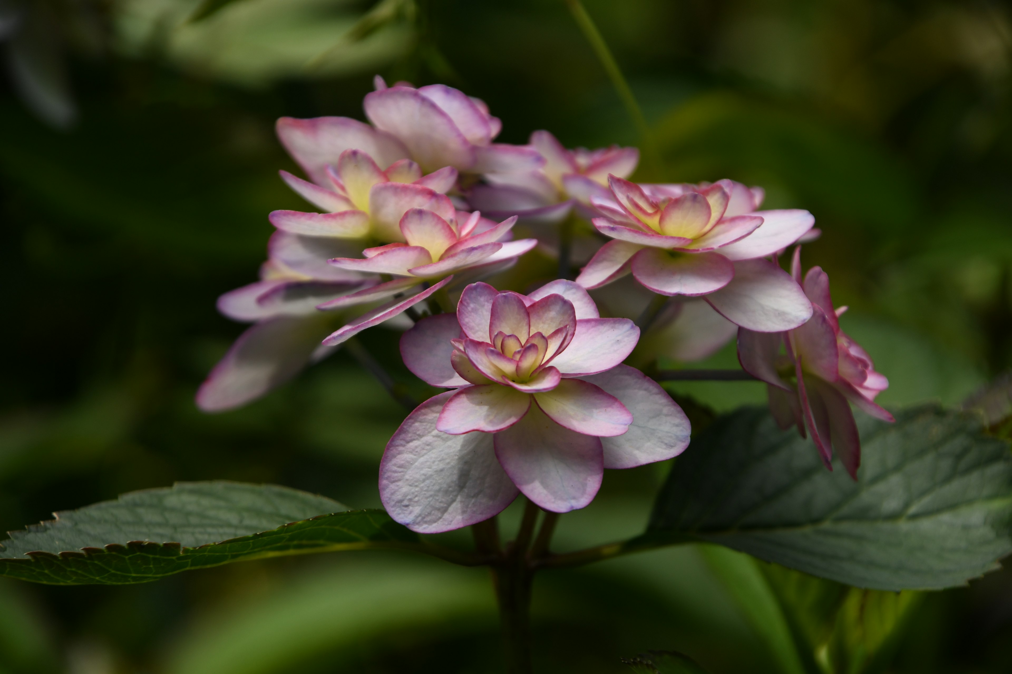 淡いピンク色の花が集まって咲いている様子 緑の葉に囲まれている