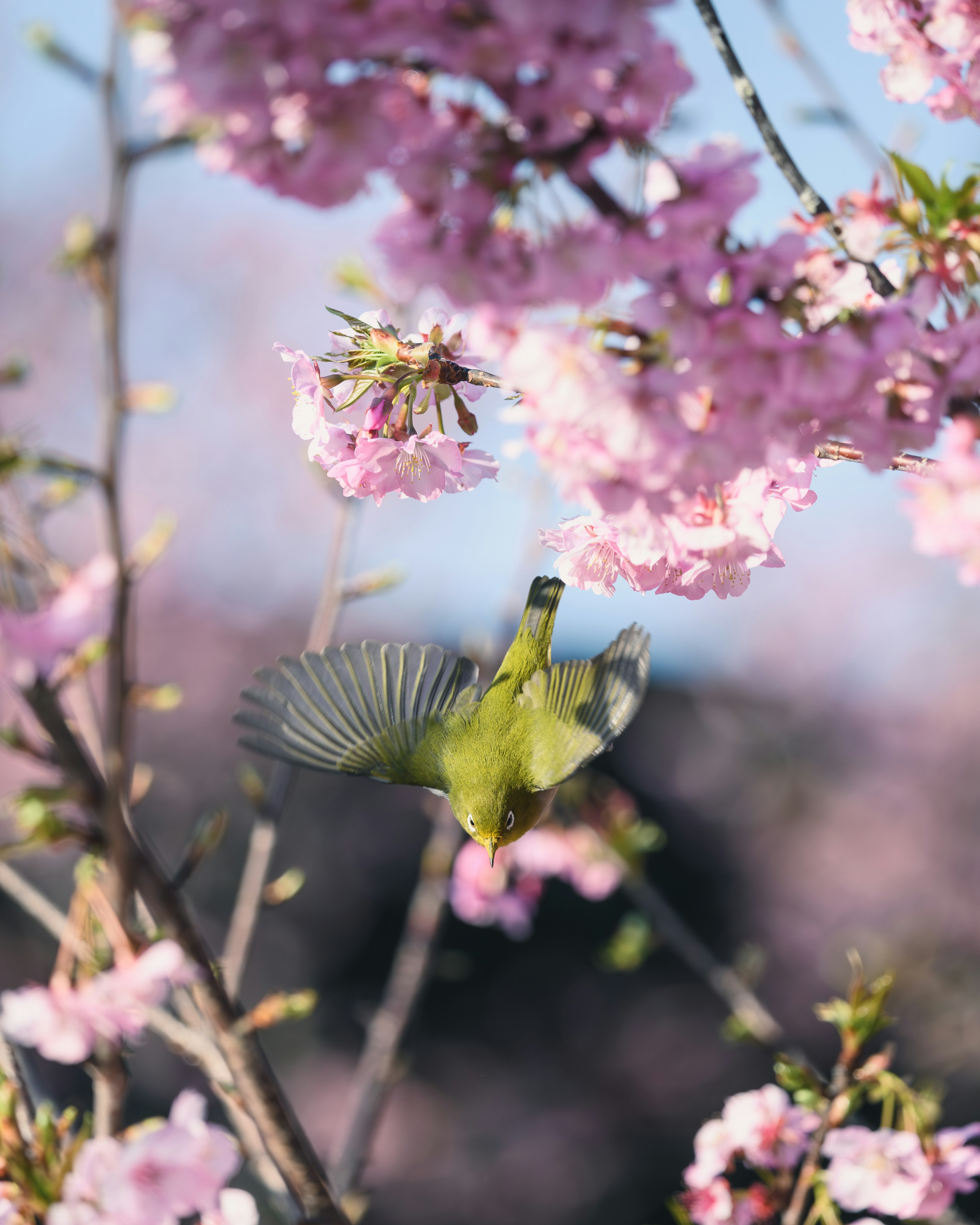 桜の花の間を飛ぶ小鳥の美しい瞬間