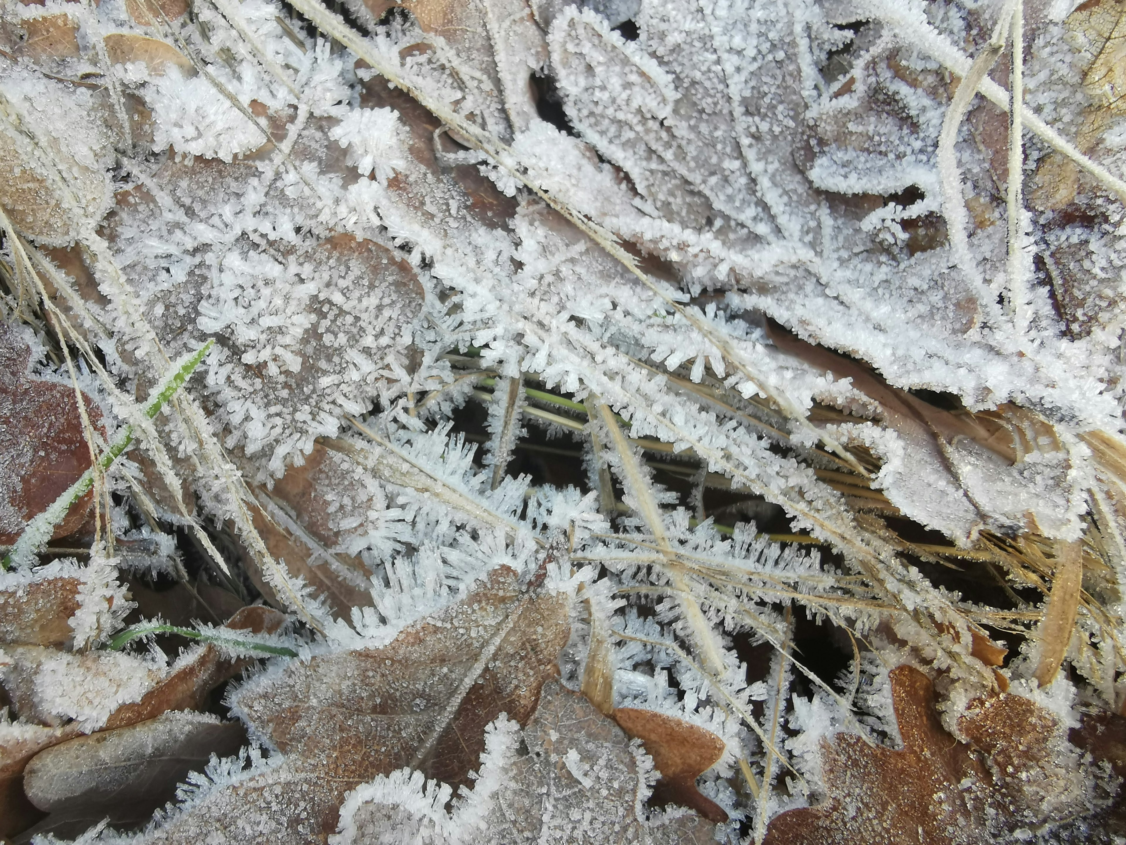 Primo piano di foglie morte e erba coperte di brina