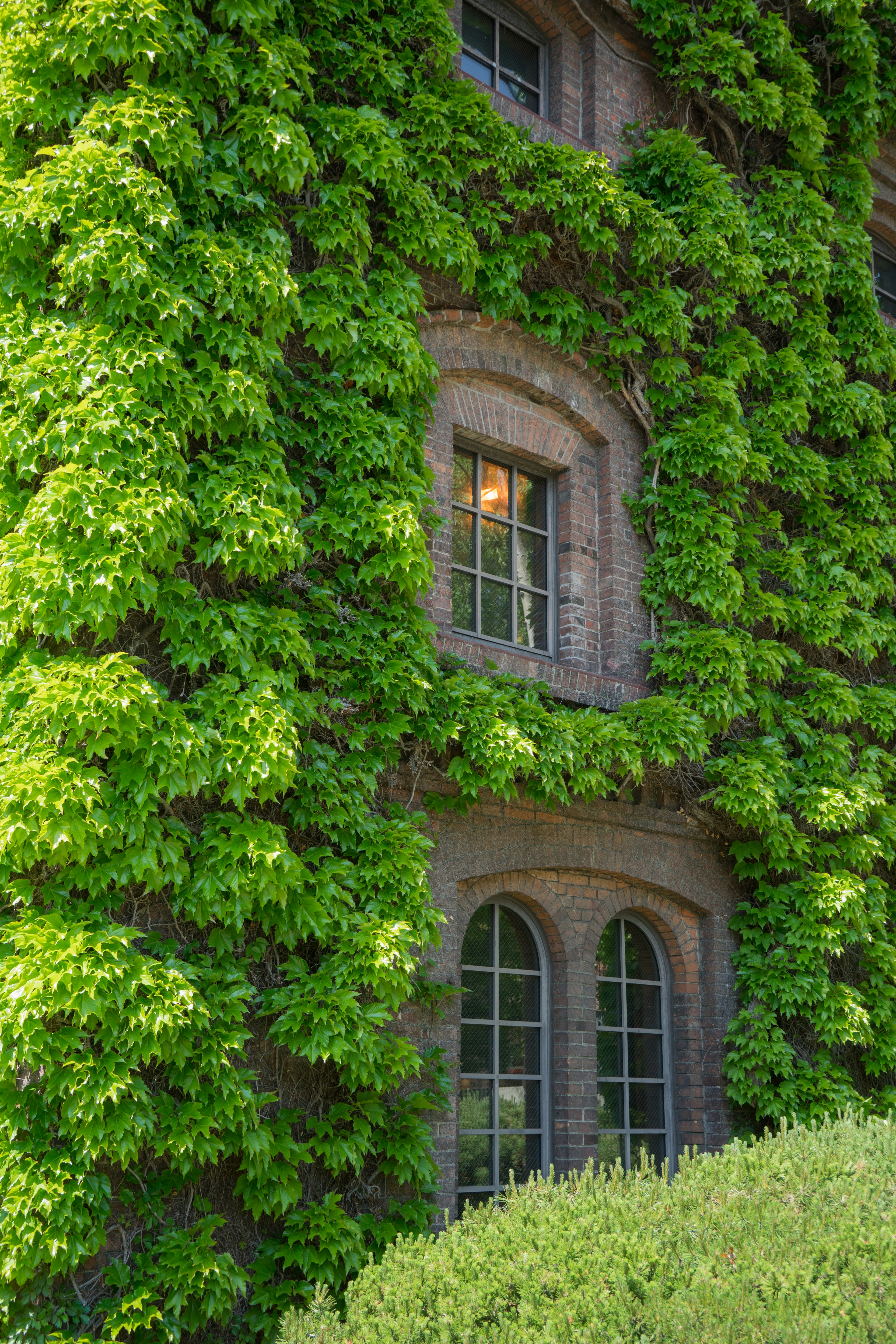 緑のつる植物に覆われた古いレンガの建物の窓