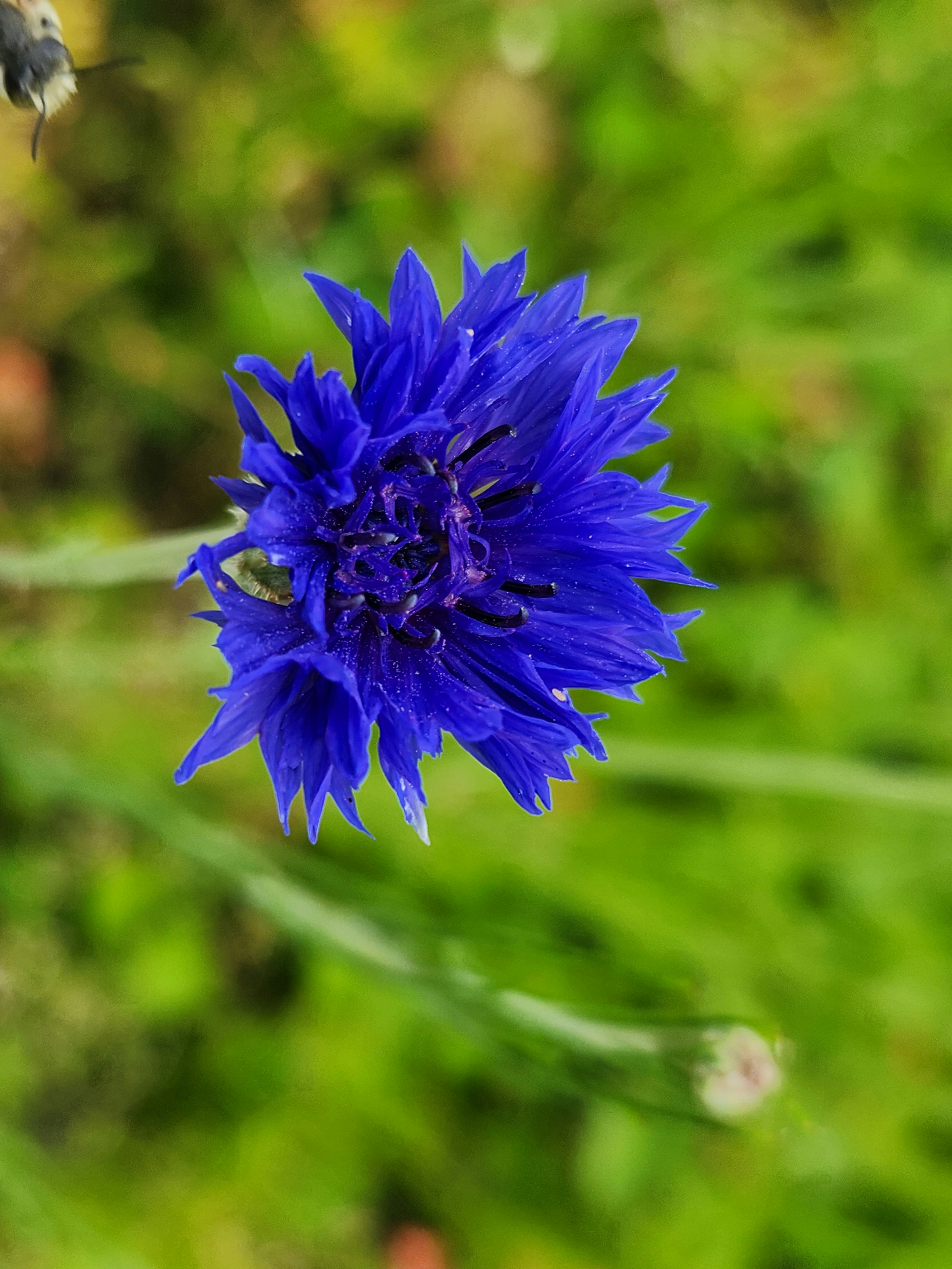 Flor azul vibrante floreciendo sobre un fondo verde