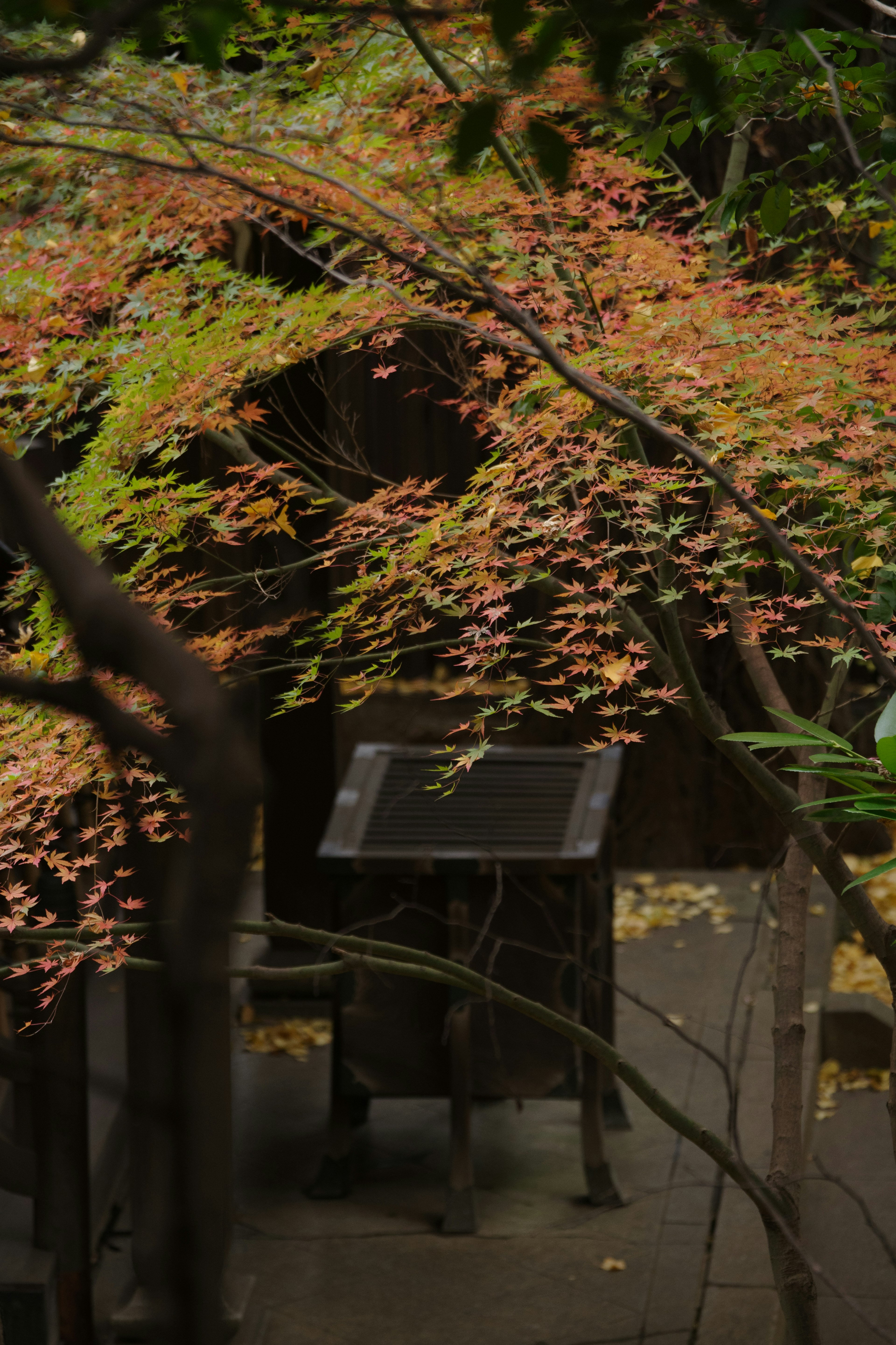 色づいた葉に囲まれた静かな場所の風景