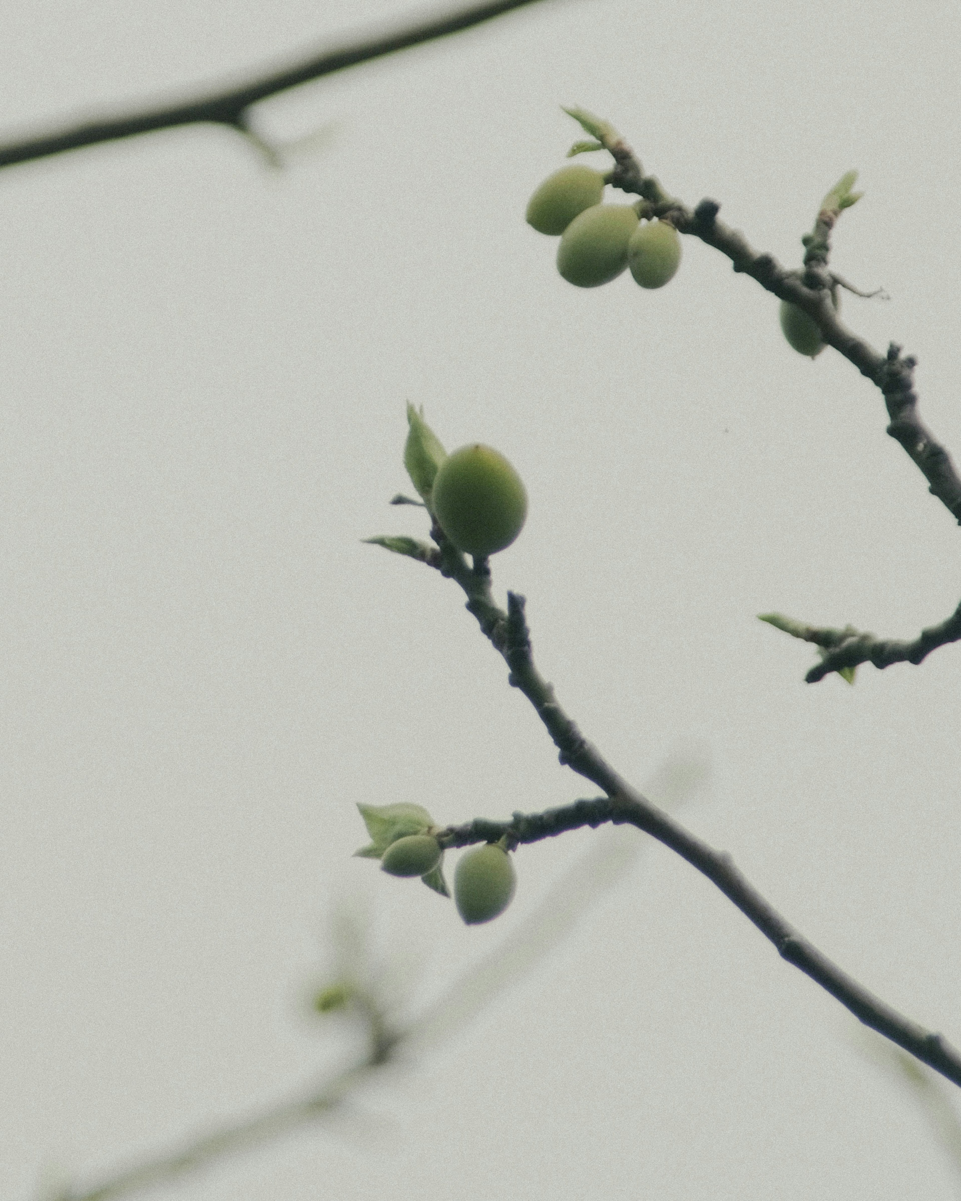 Thin branches with green buds in a spring setting