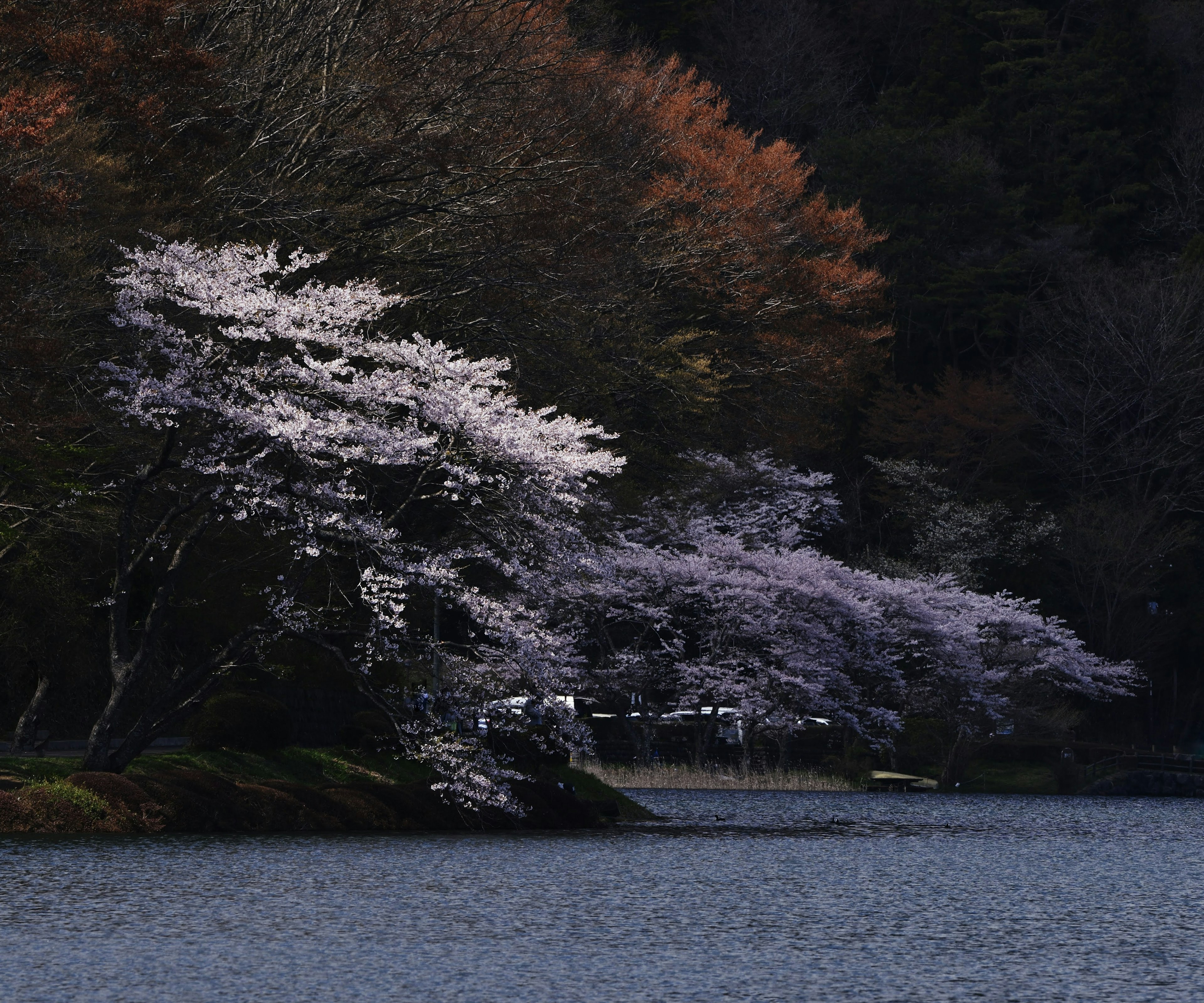 Vista escénica de cerezos junto al lago