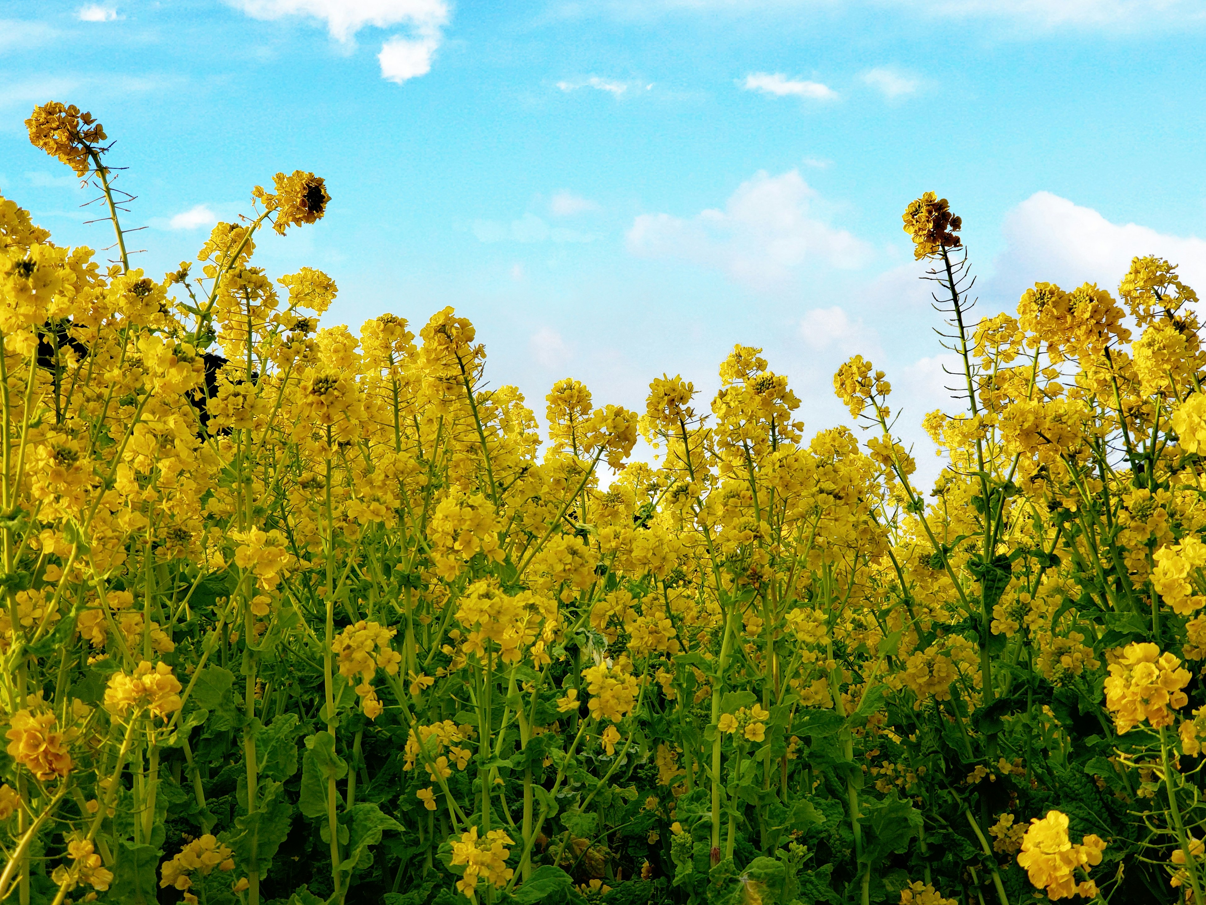 Ladang bunga kuning di bawah langit biru