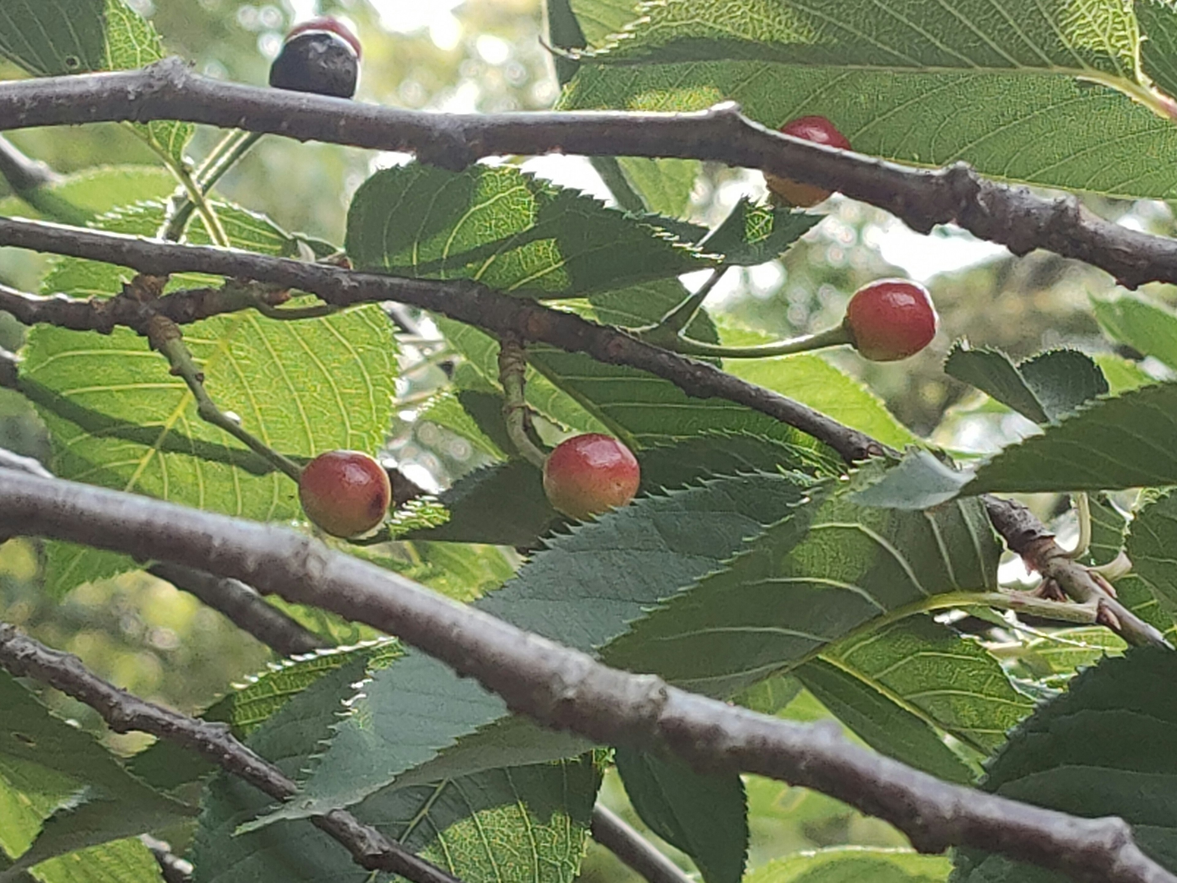 Branches with red berries surrounded by green leaves