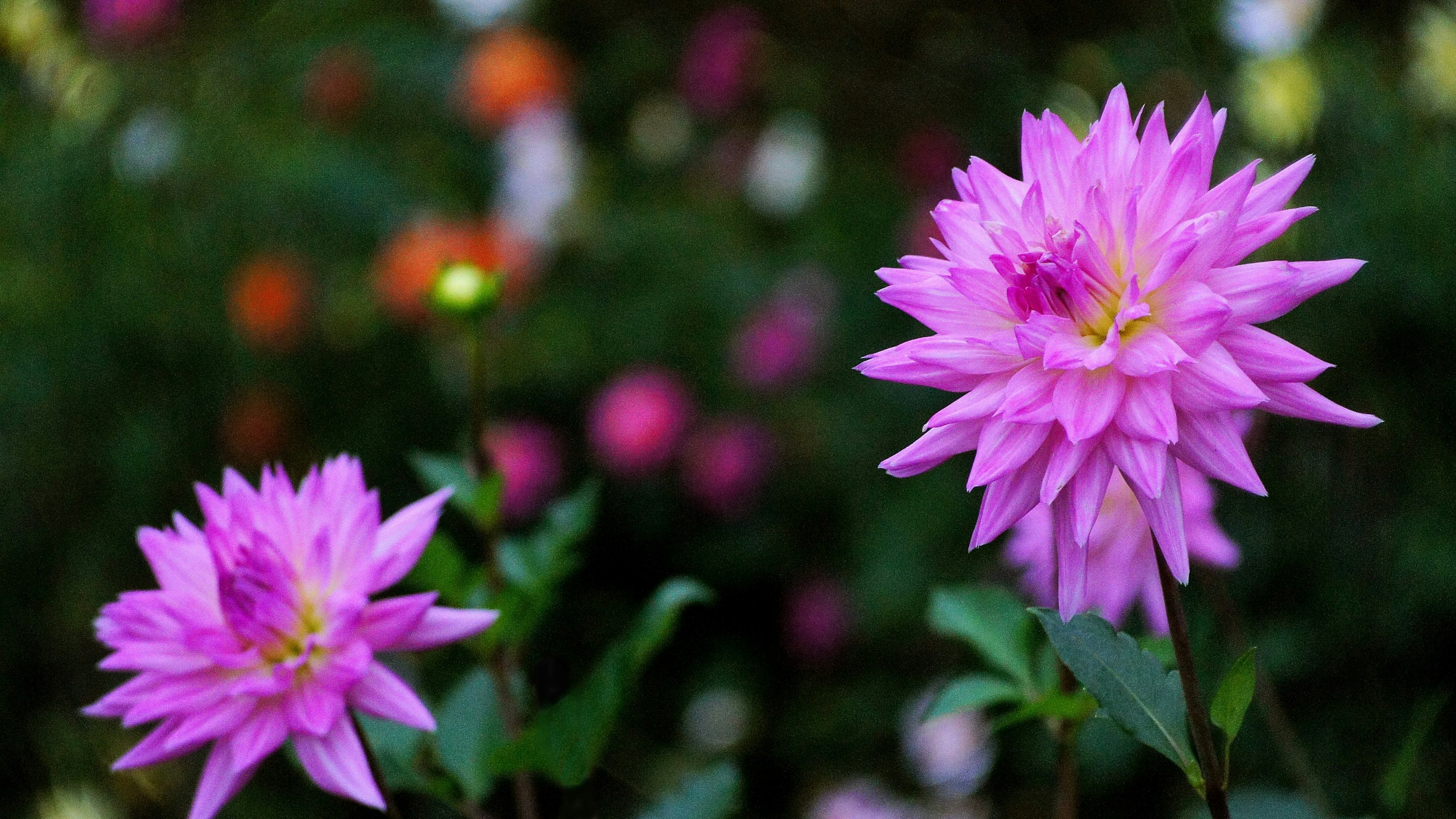 Bunga pink cerah yang mekar di taman