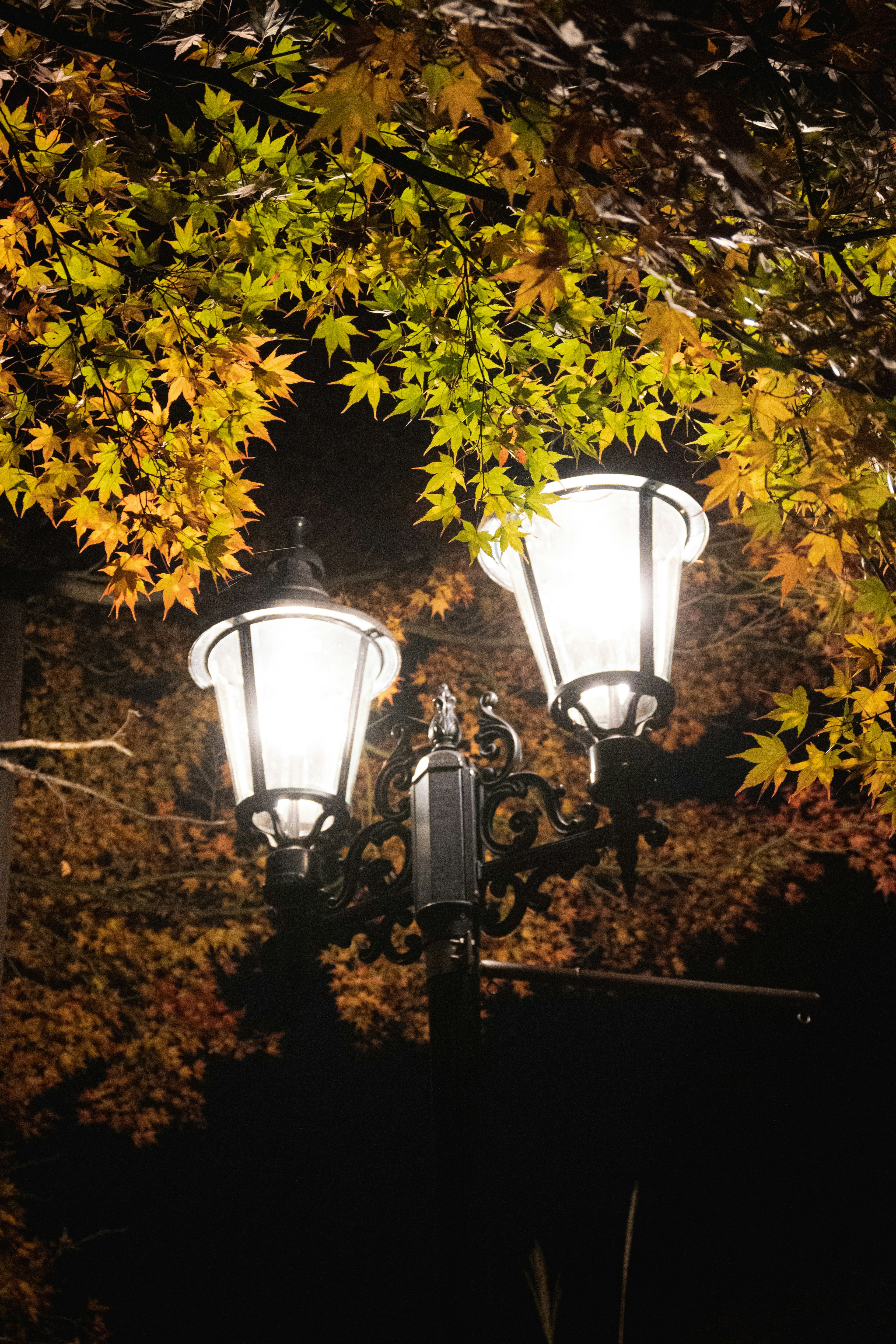 Belle lampe de rue entourée de feuilles d'automne la nuit