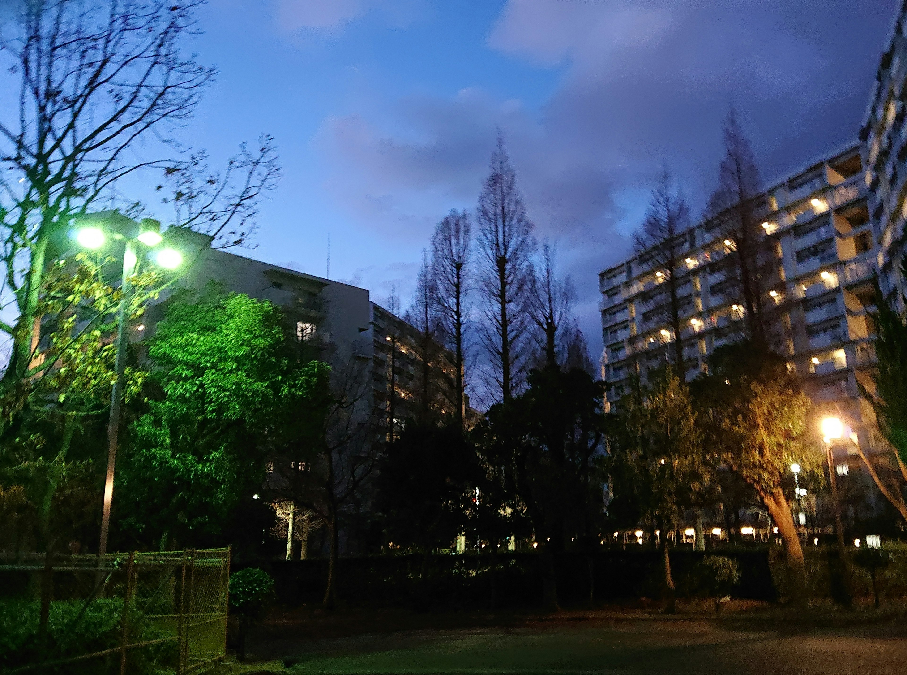 夕暮れ時の公園に立つ高層ビルと緑の木々の風景