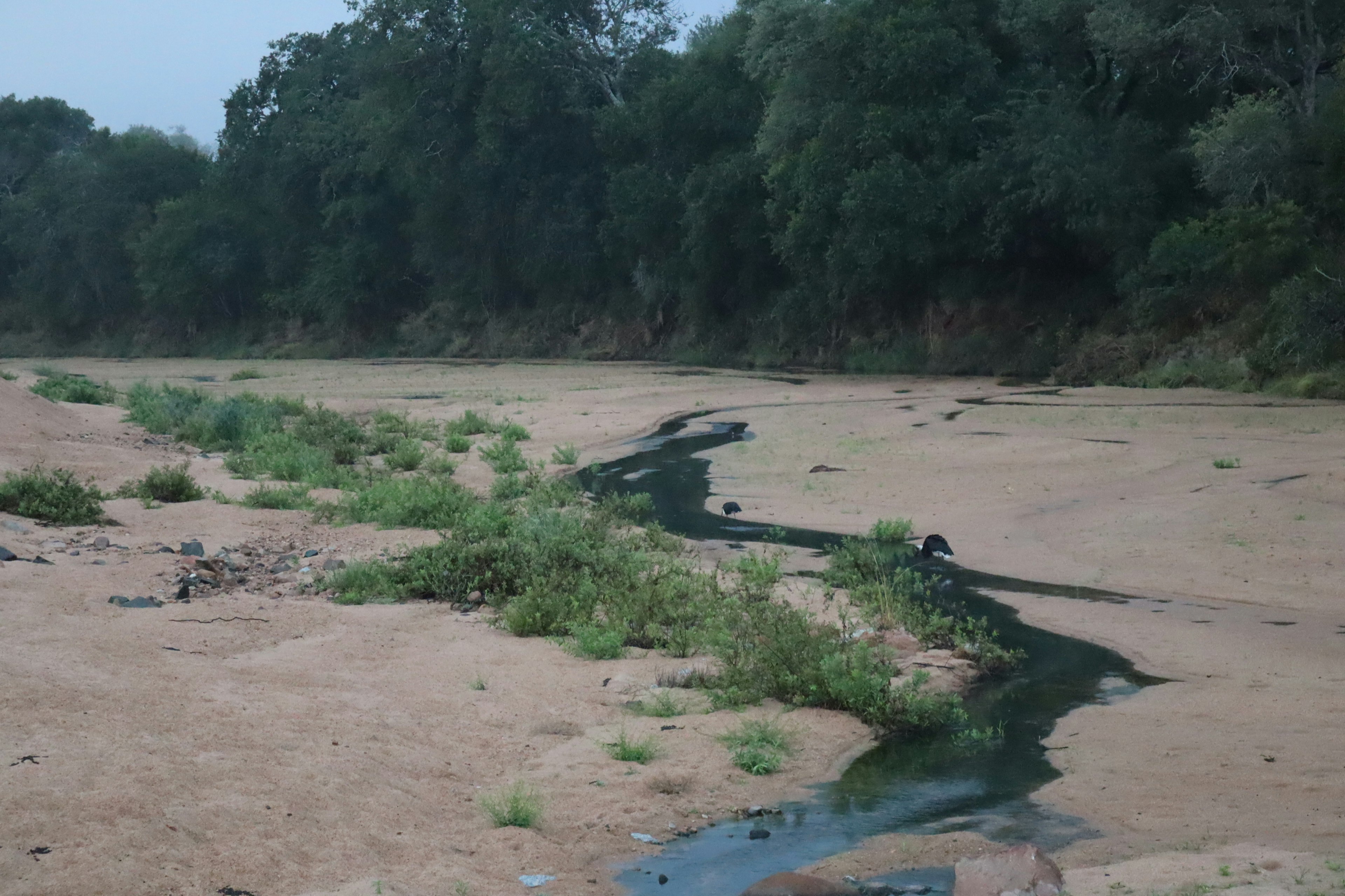 A dry riverbed with green plants thriving along the banks