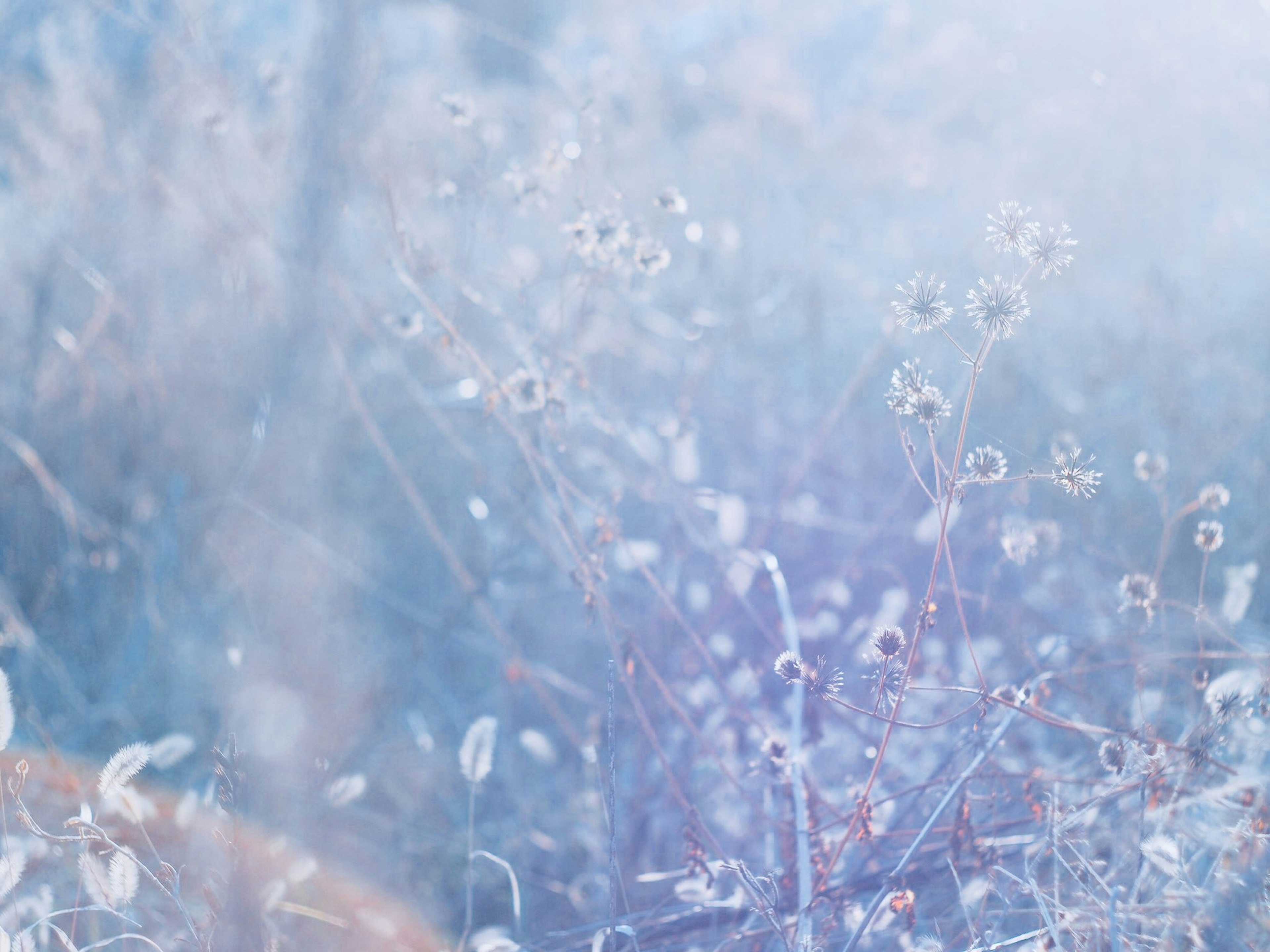 A soft blue and white background featuring small white flowers