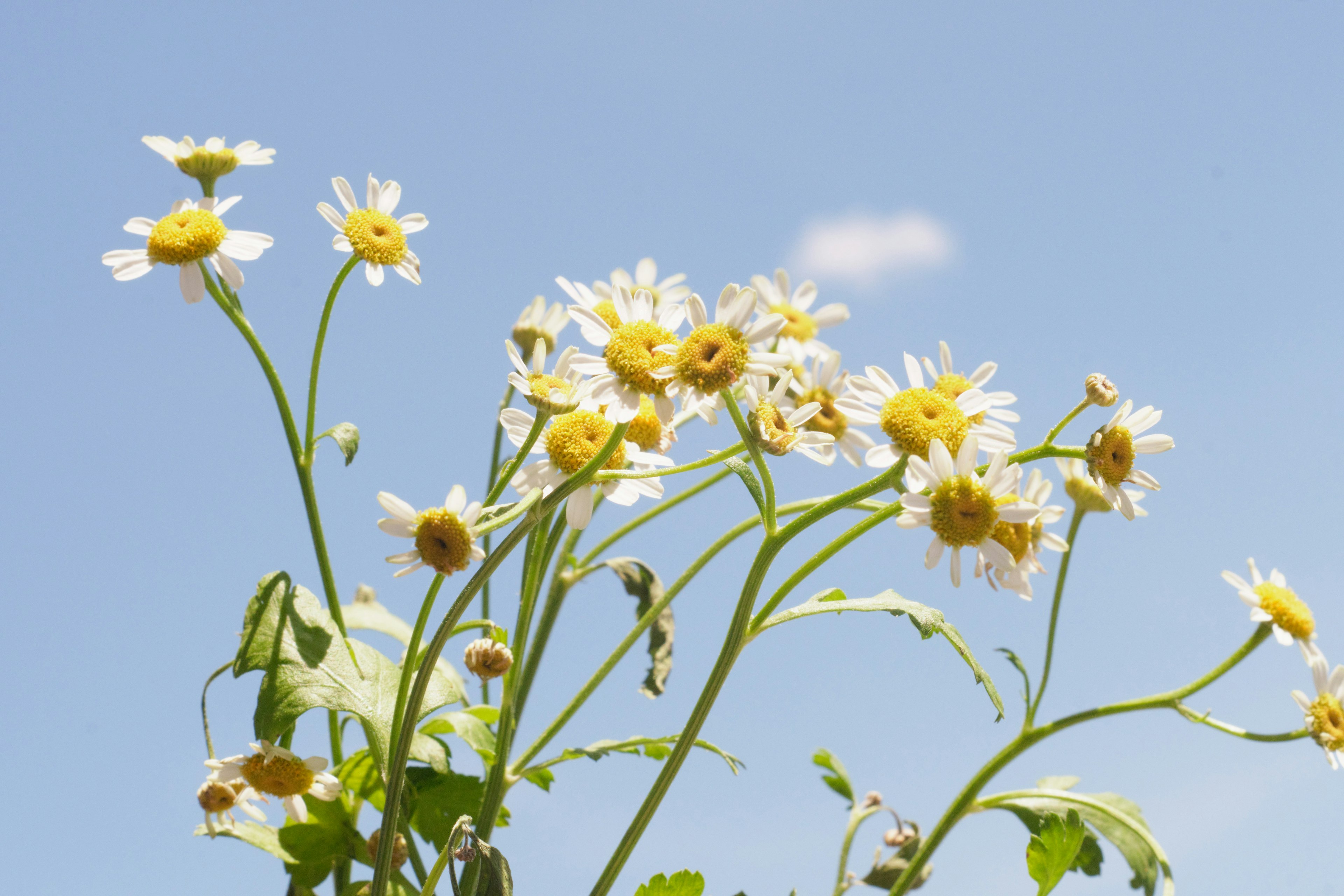 Massa di fiori bianchi con centri gialli contro un cielo blu