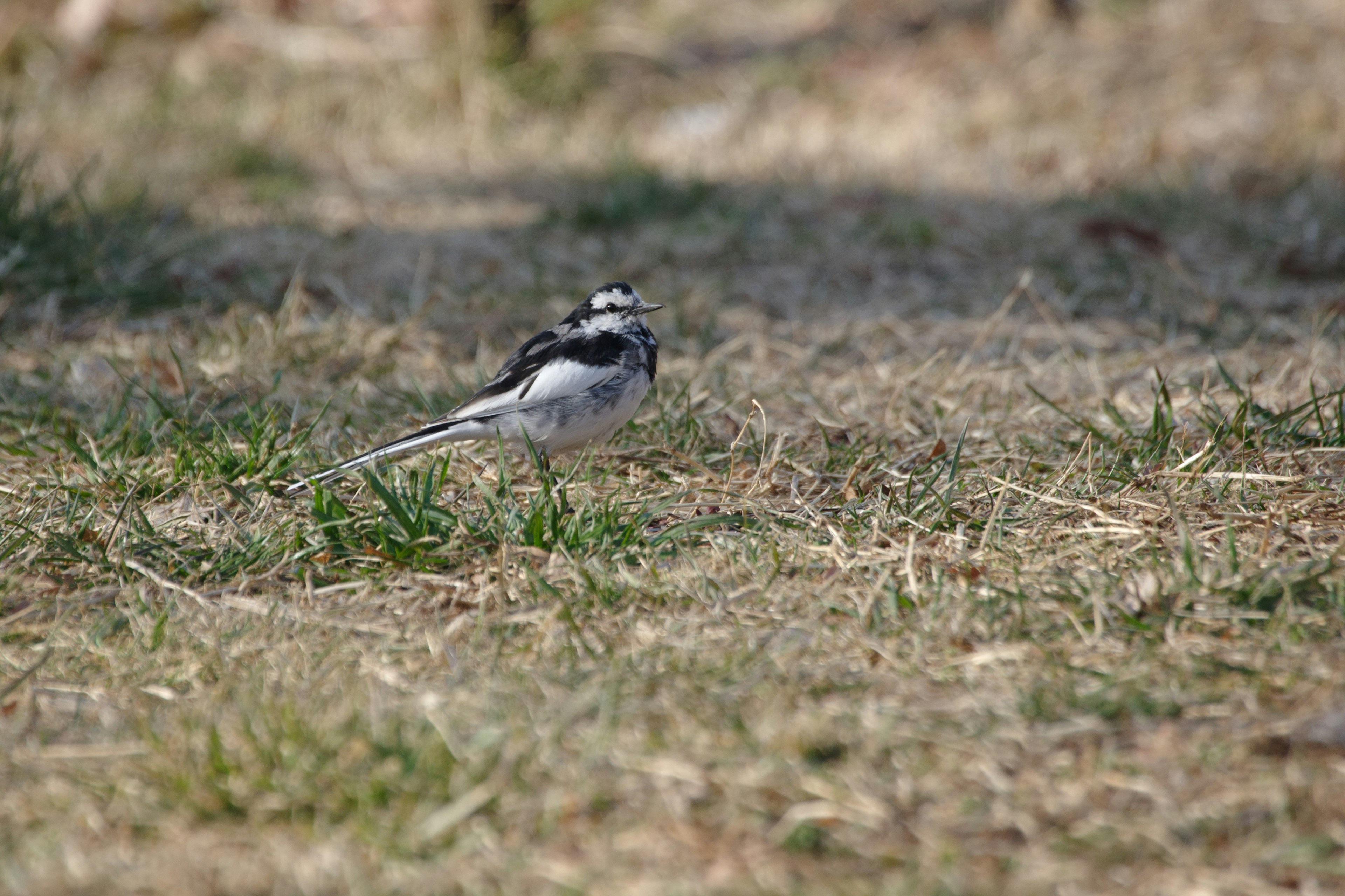 Un oiseau noir et blanc marchant sur l'herbe