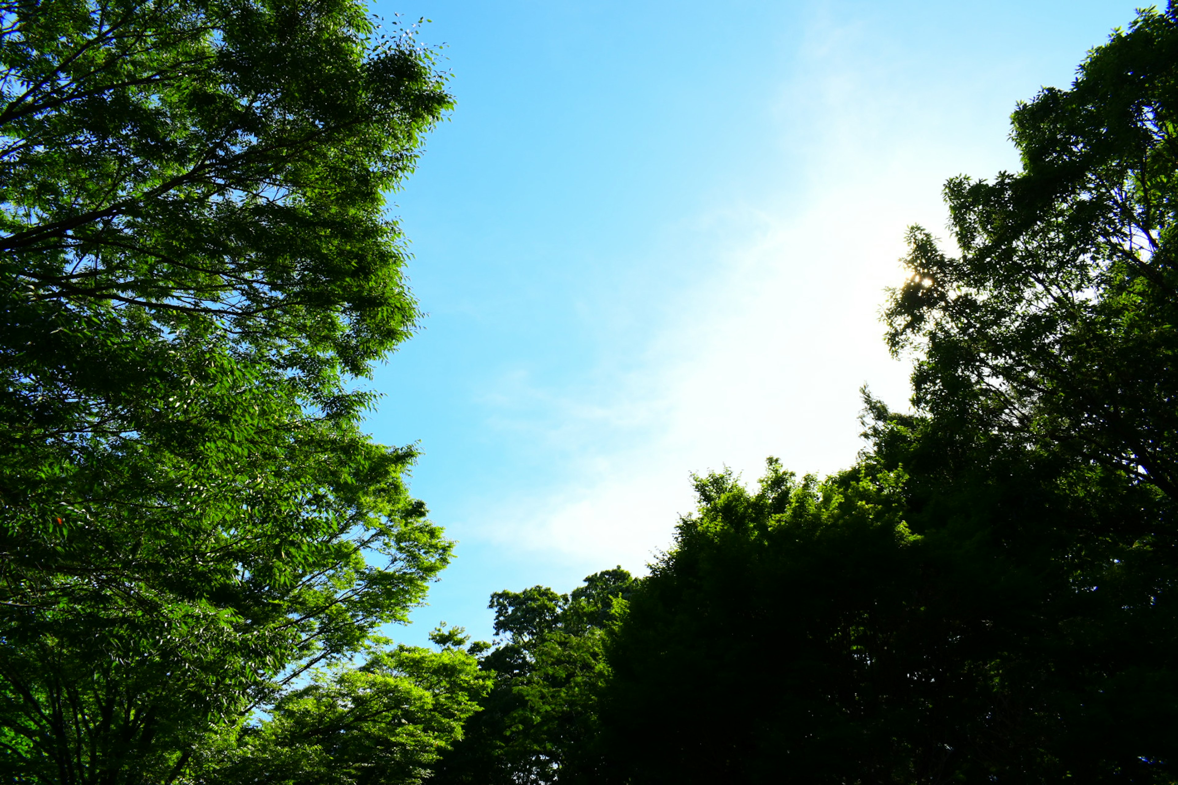 Pemandangan dengan langit biru dan pohon hijau