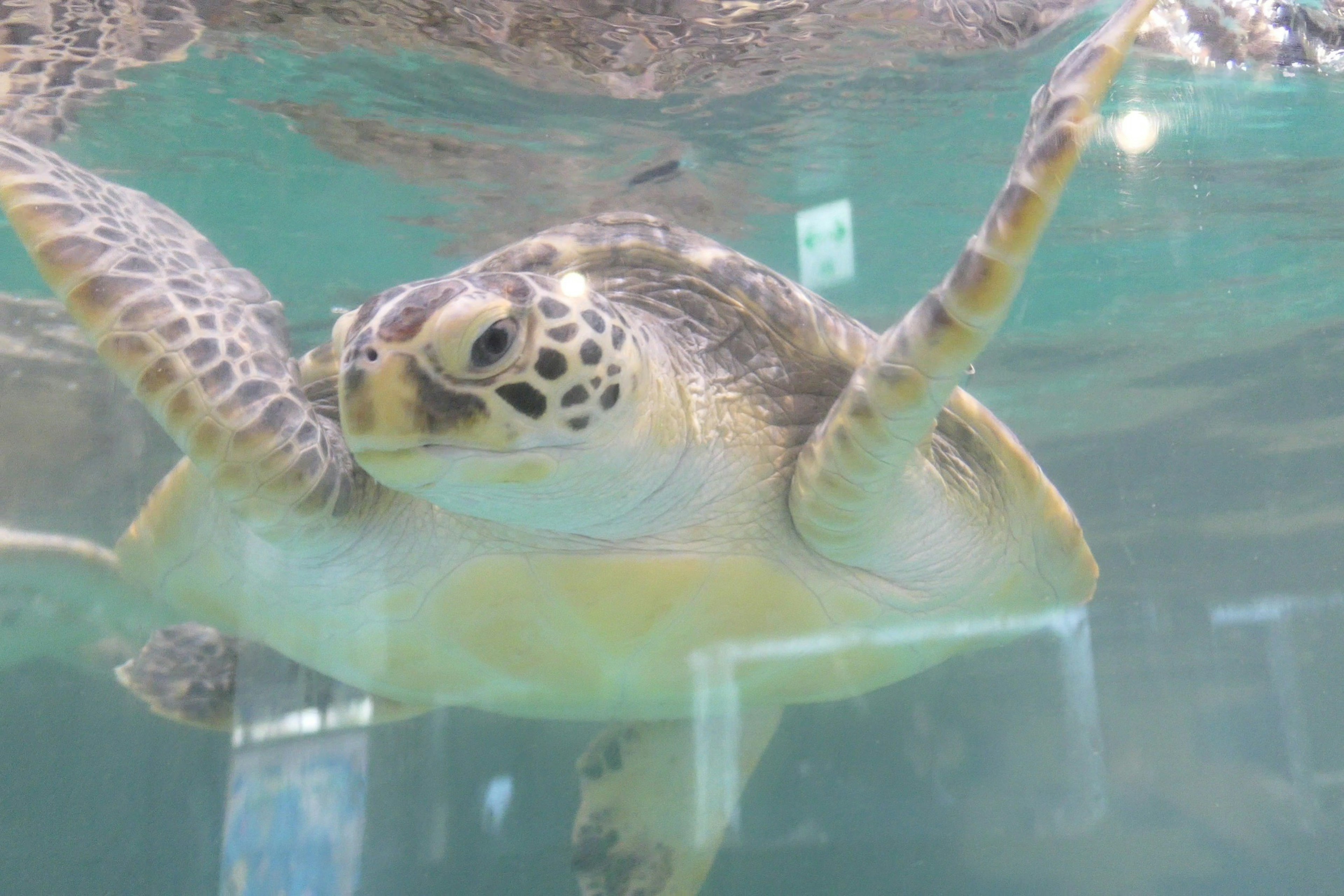 Gros plan d'une tortue de mer nageant sous l'eau