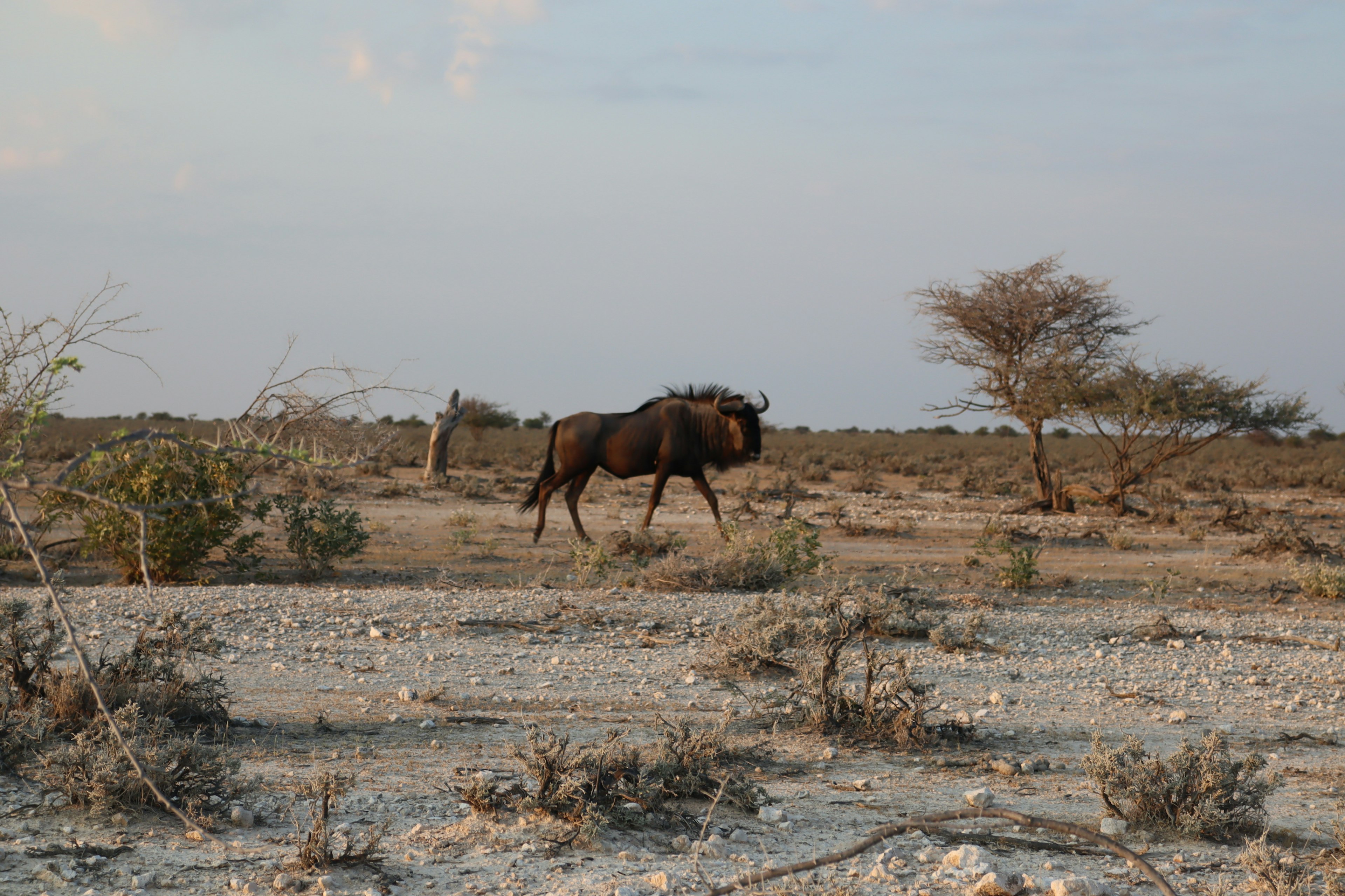 Wildebeest walking through a dry landscape