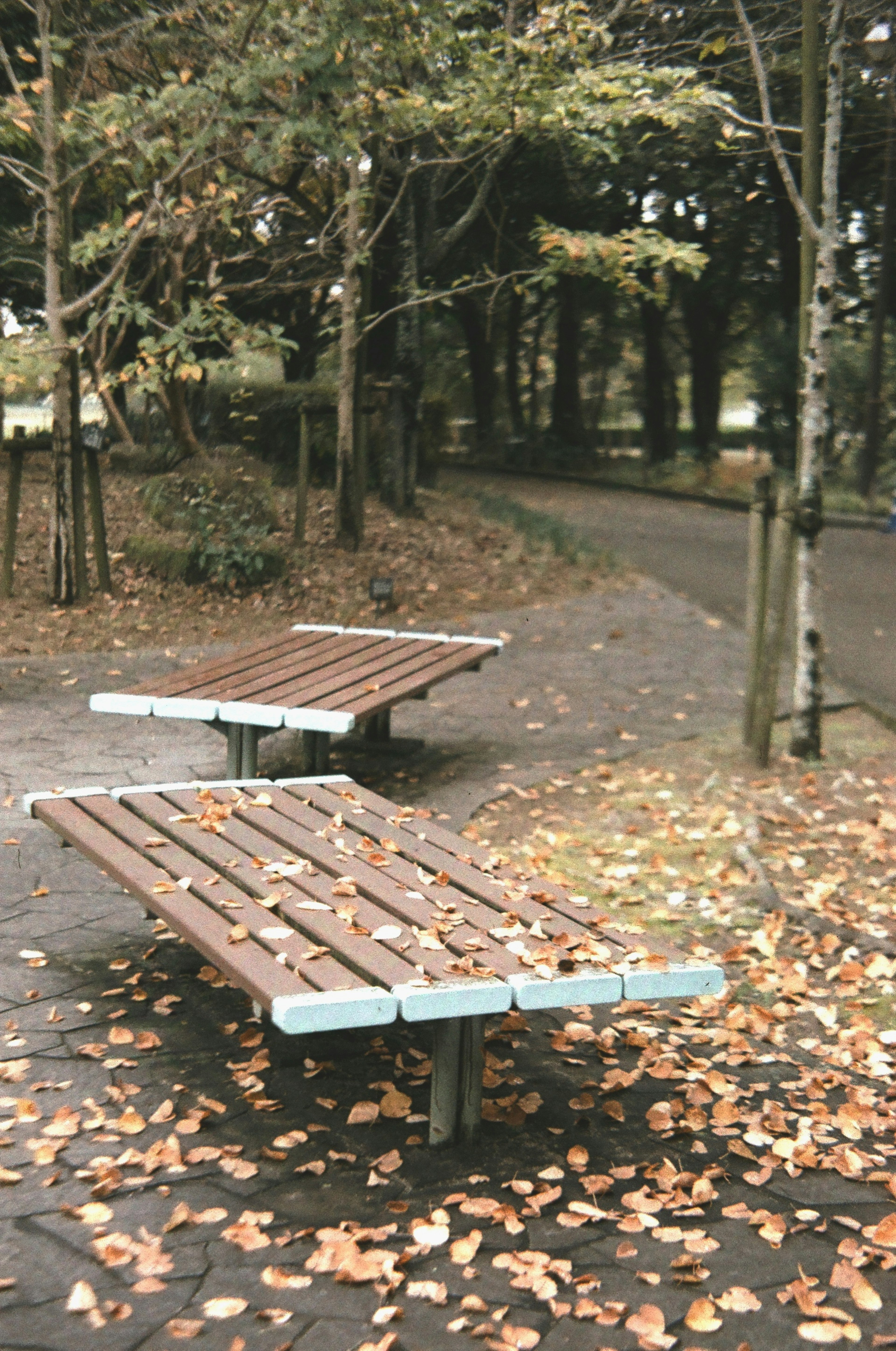 木製ベンチと落ち葉のある公園の風景