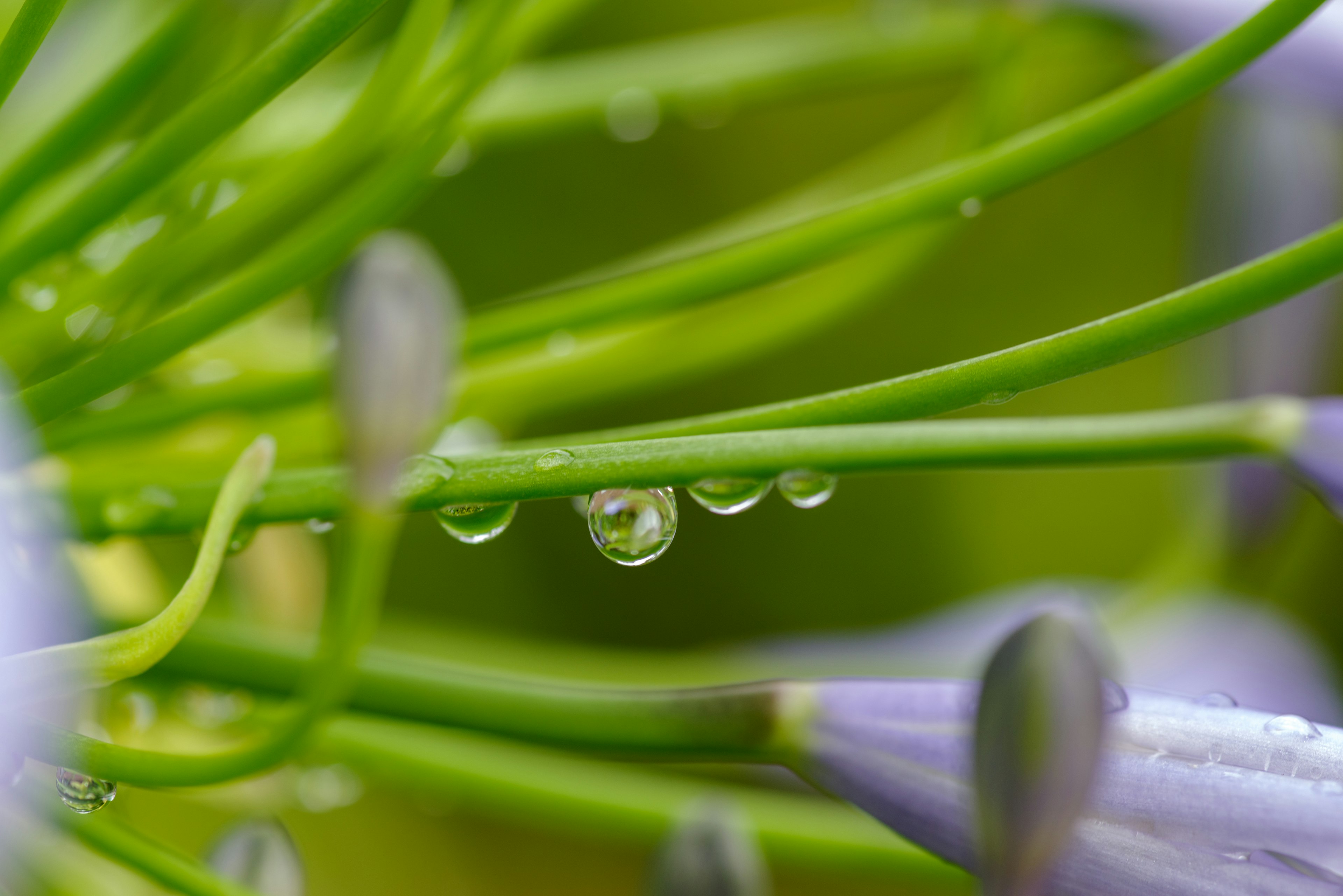 水滴がついた緑の植物の茎がクローズアップされている