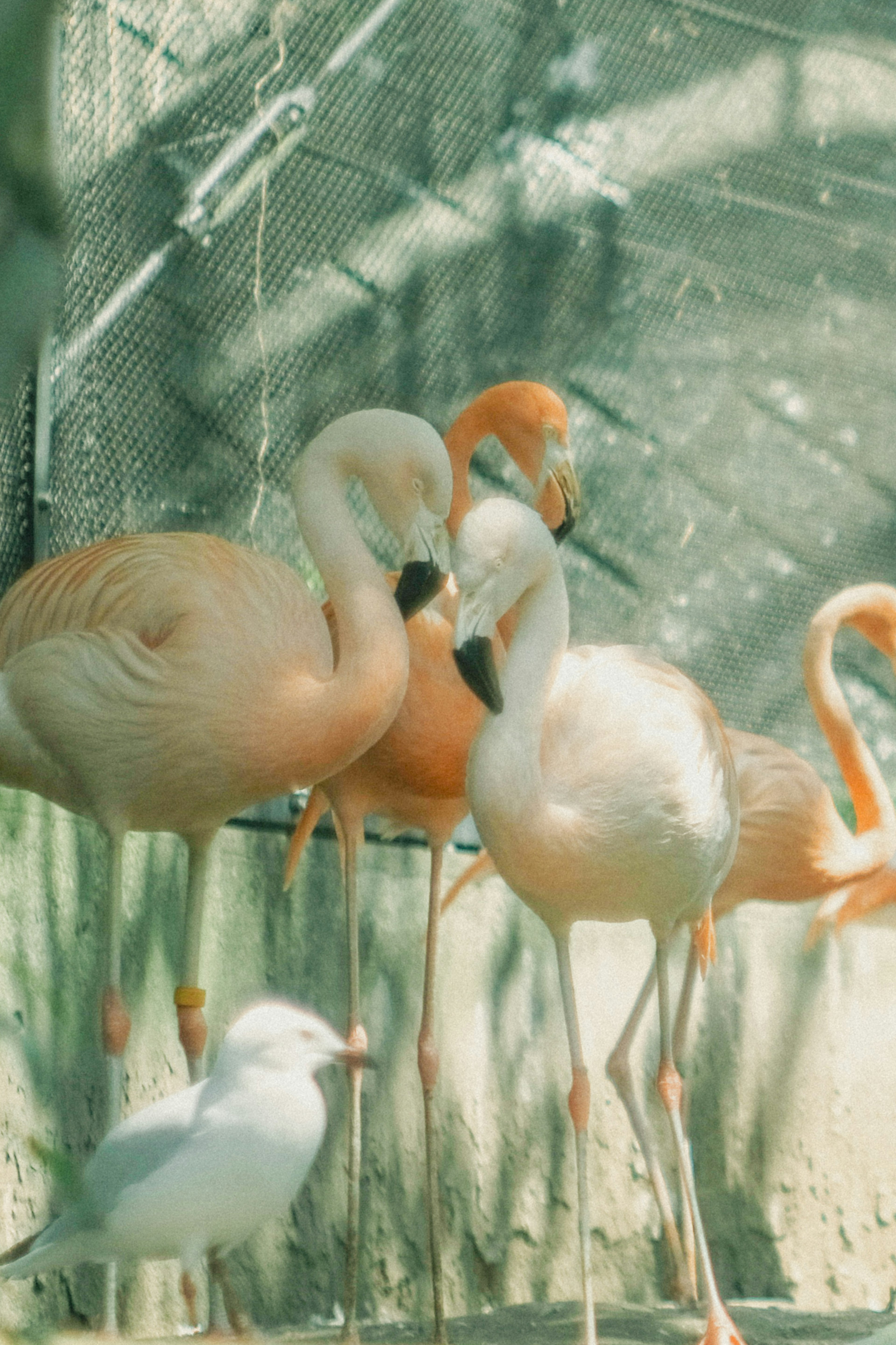 Groupe de flamants roses avec un oiseau blanc à proximité