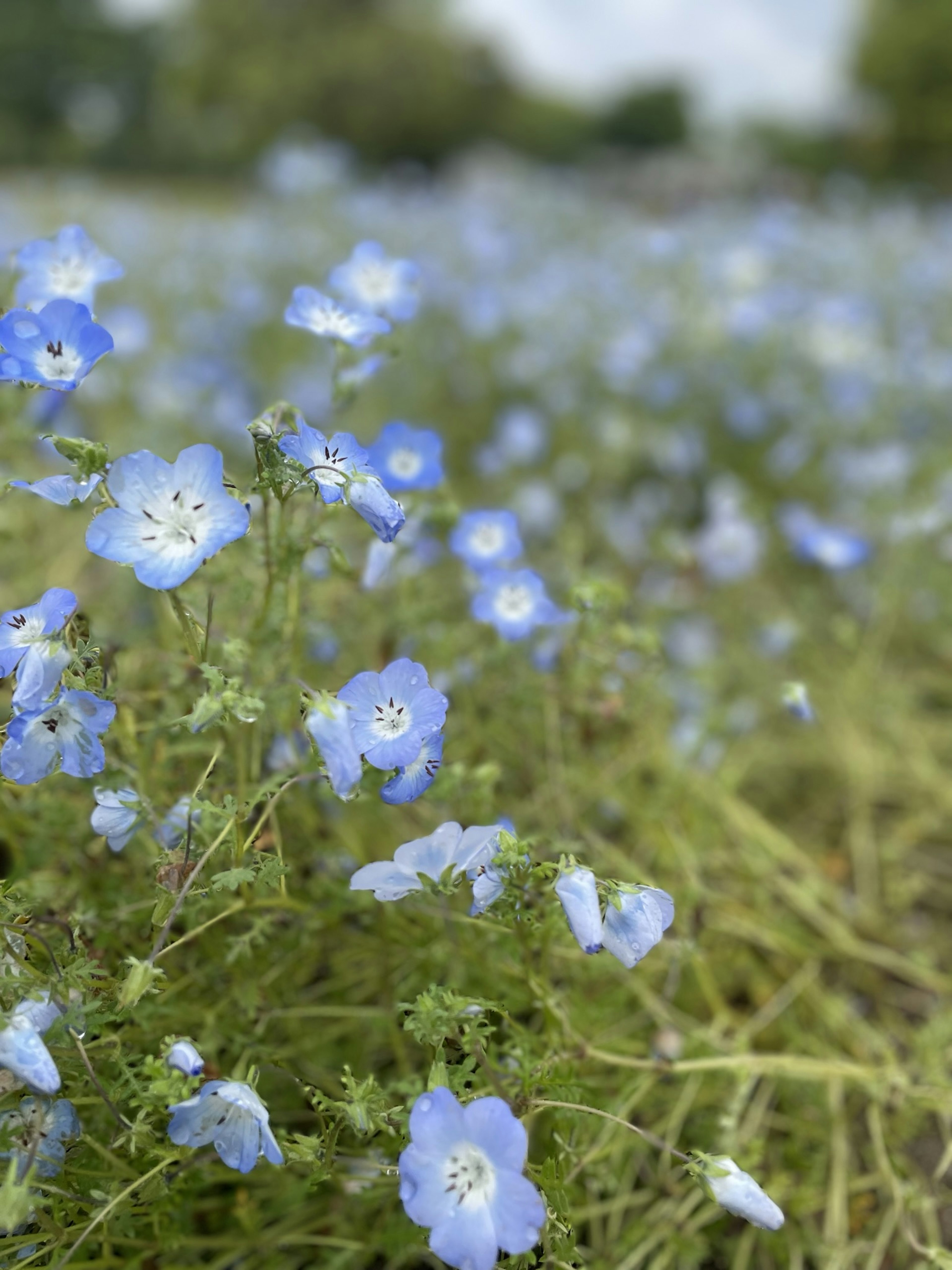 Champ de fleurs bleues en fleurs