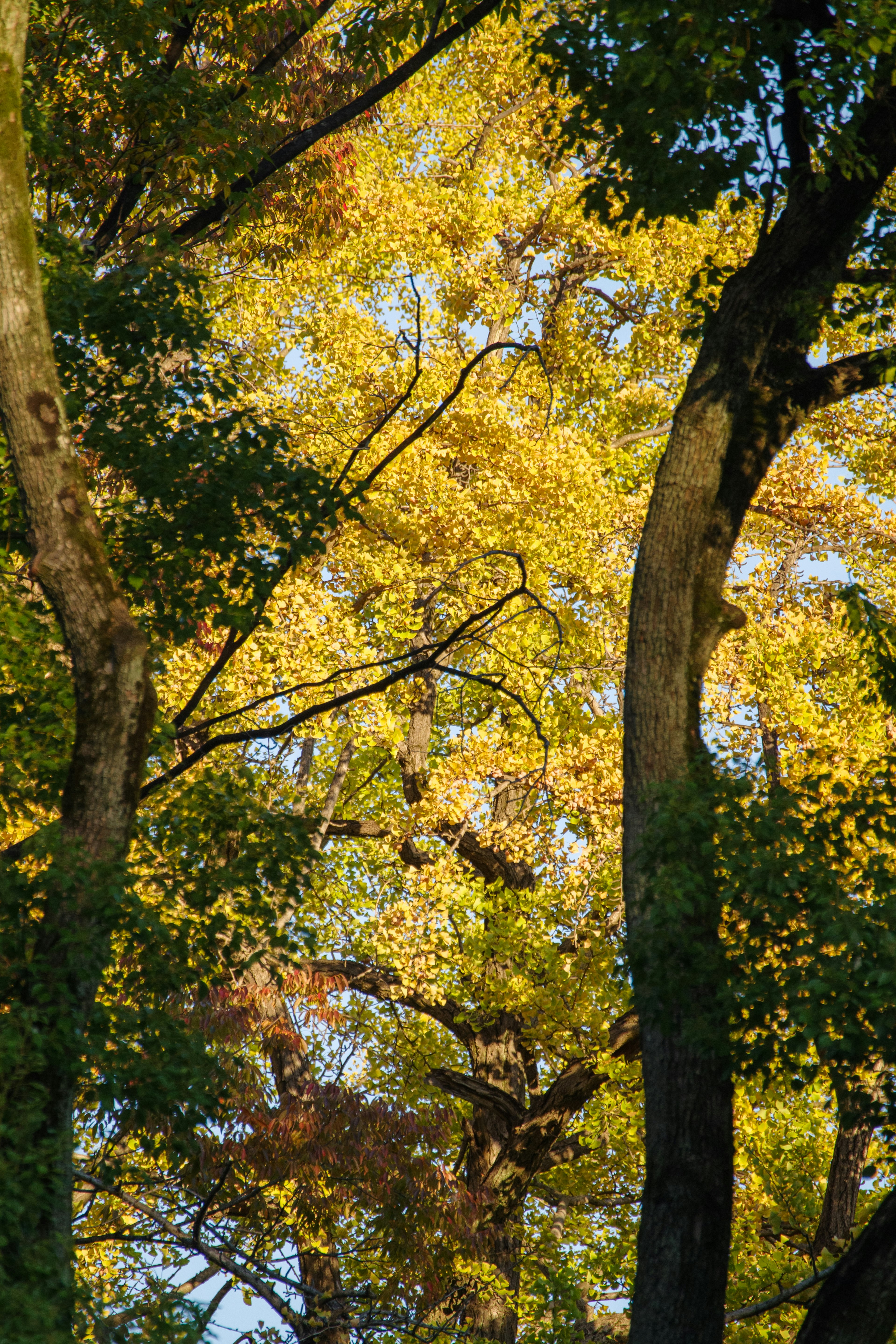 Escena de otoño con hojas coloridas visibles a través de los árboles contra un cielo azul