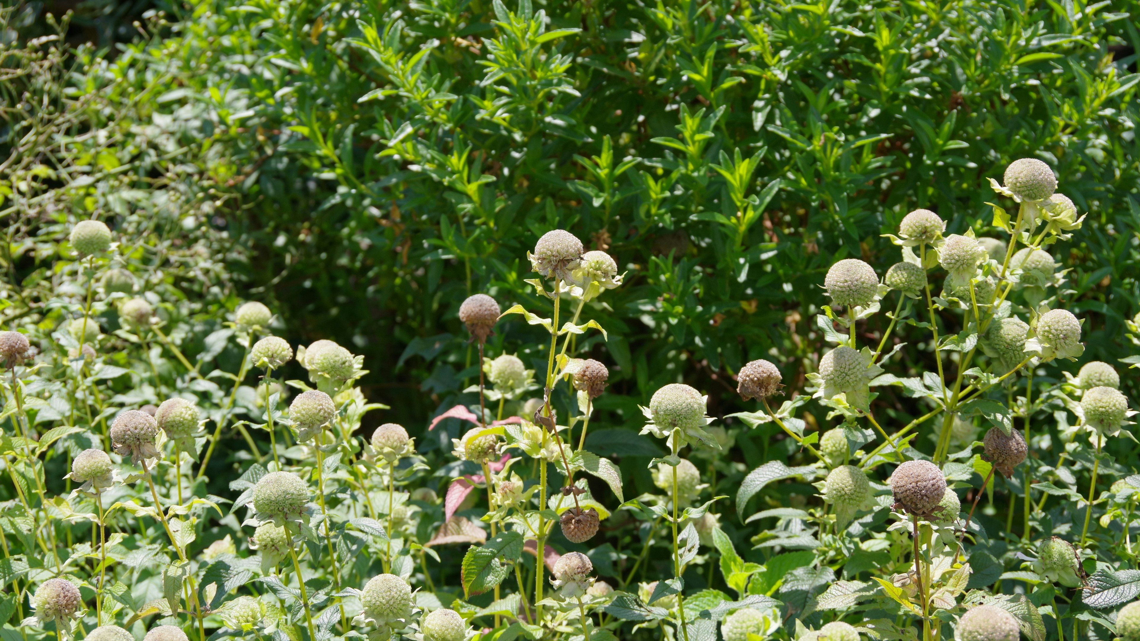 Cluster of plants with buds against a green background