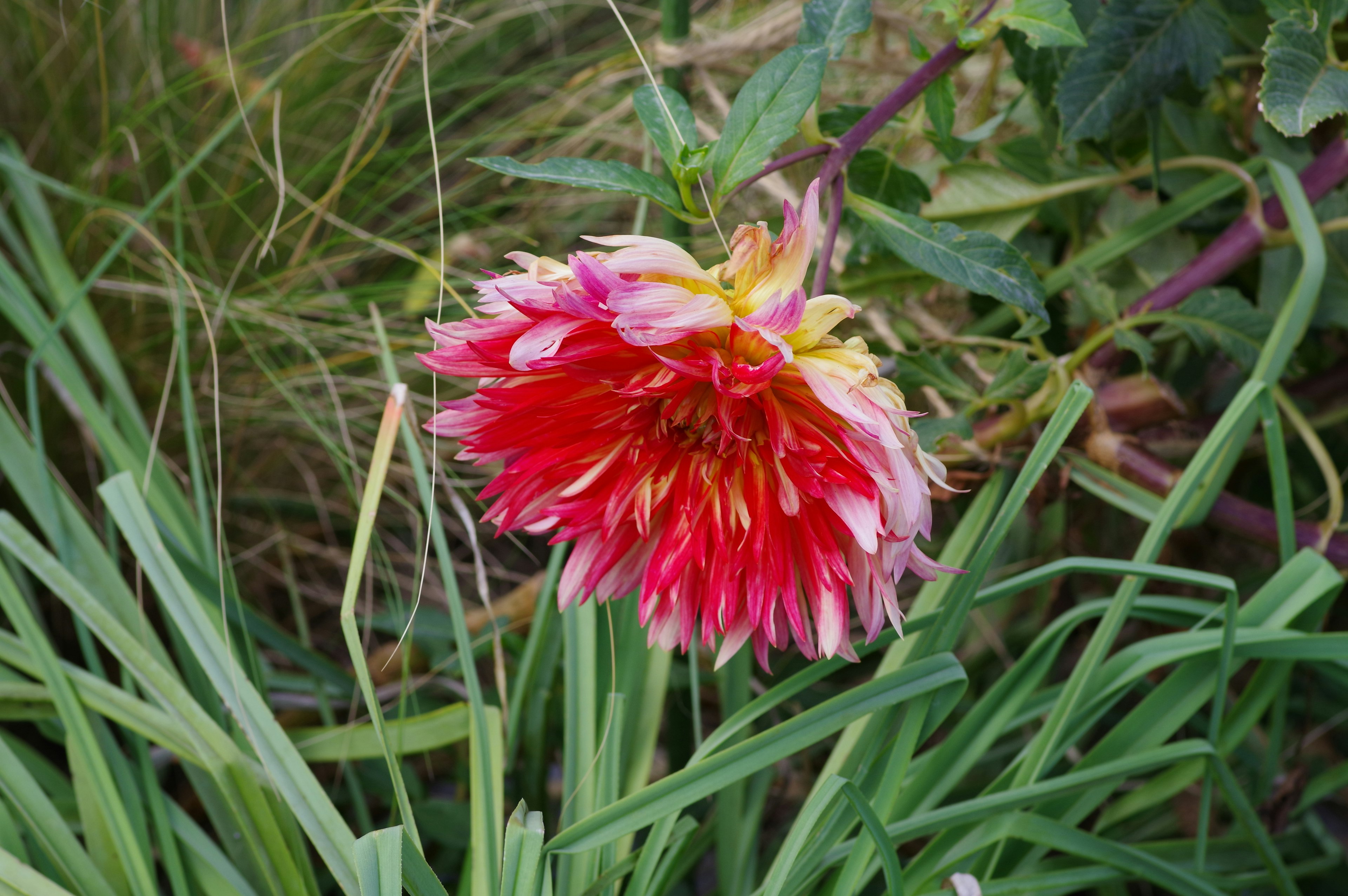 赤と白の花びらを持つ華やかなダリアの花