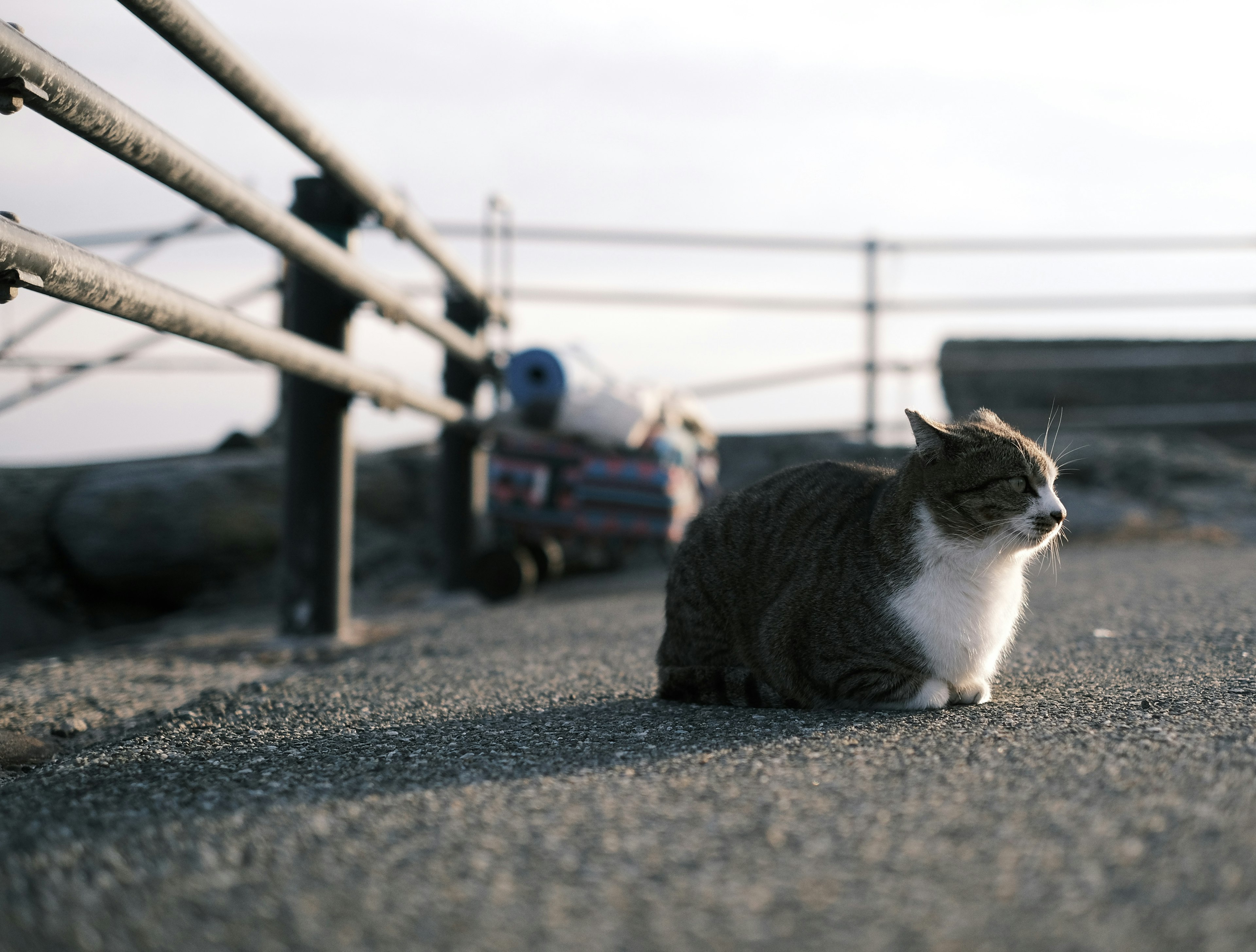 Gatto grigio e bianco che si rilassa vicino al mare