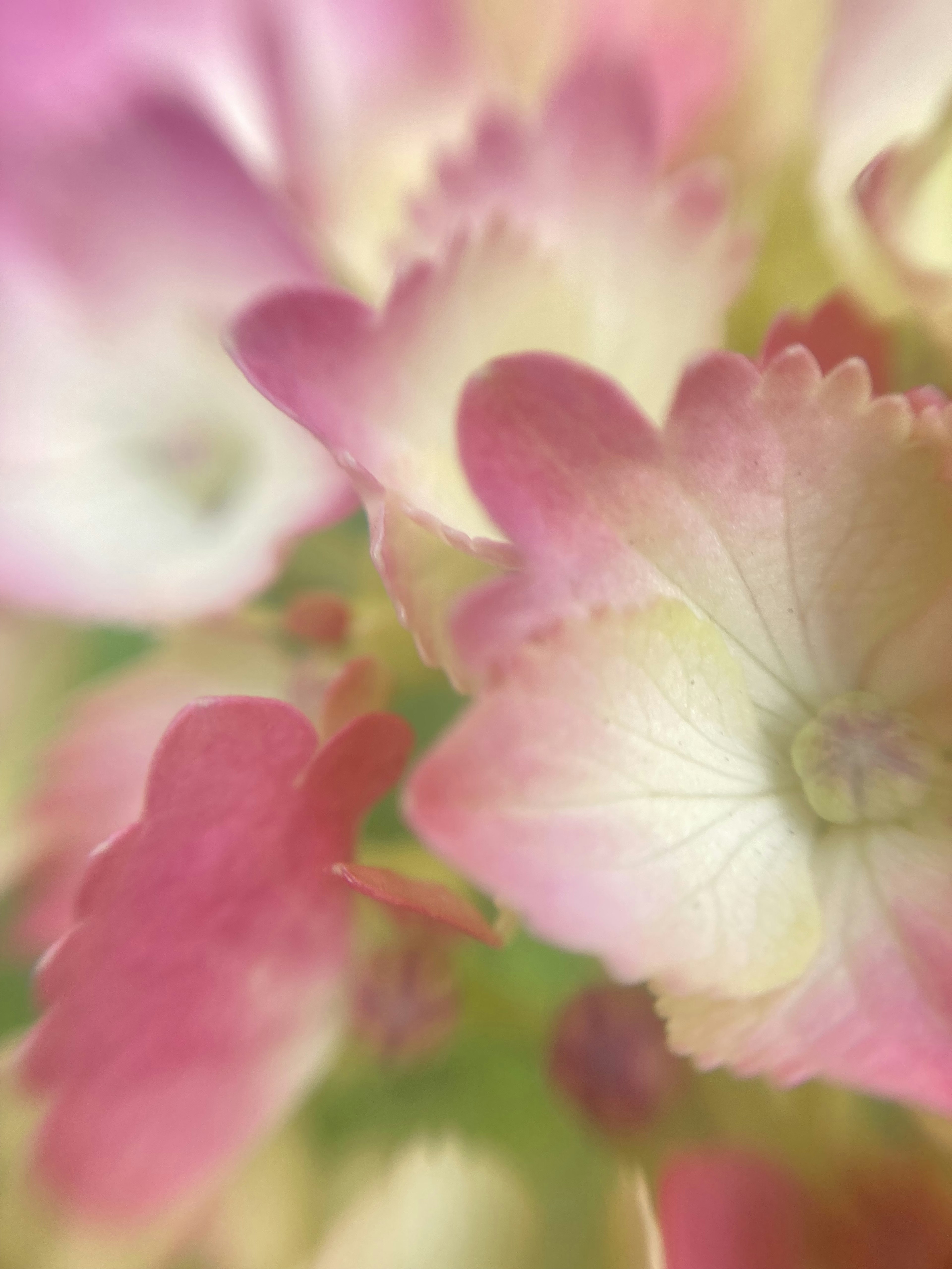 Primo piano di bellissimi petali di fiori rosa e crema sovrapposti