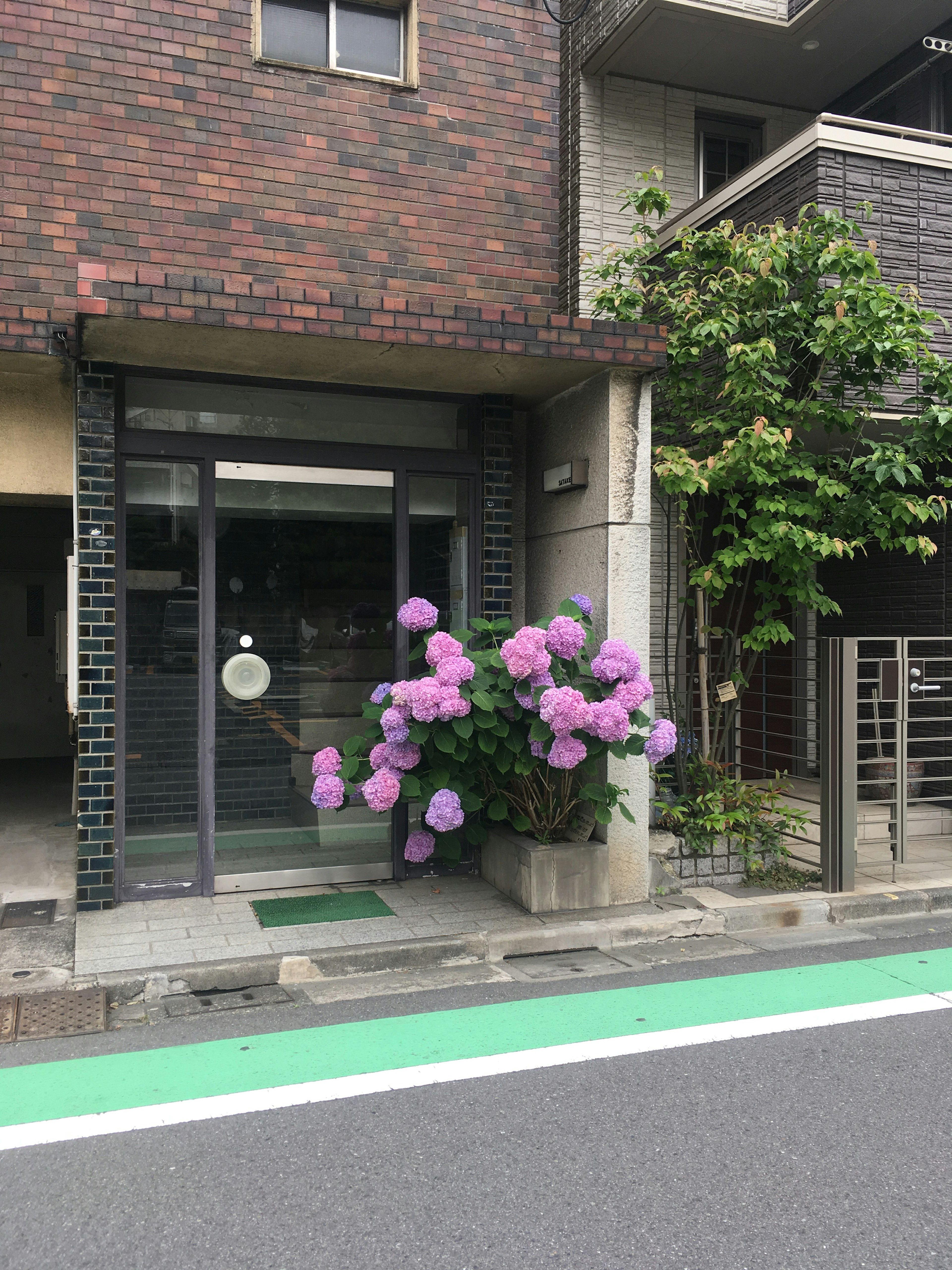 Entrance of a building with blooming hydrangea flowers