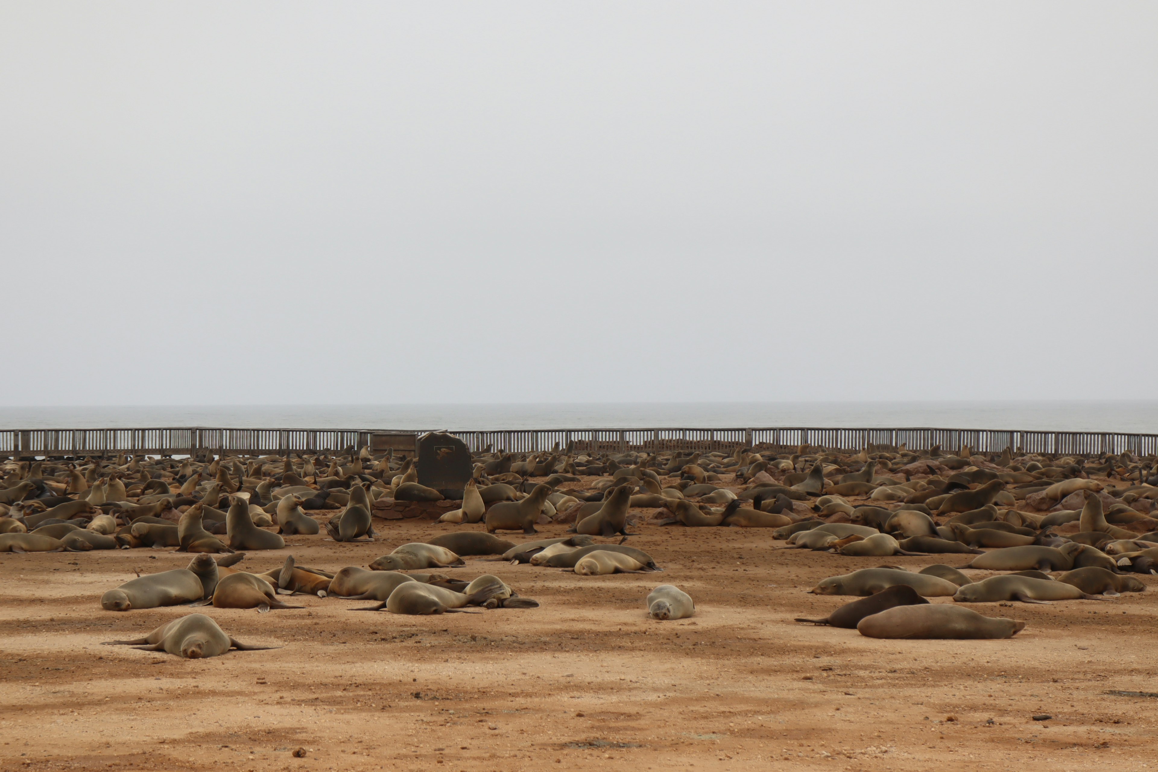 A group of seals resting on the shore