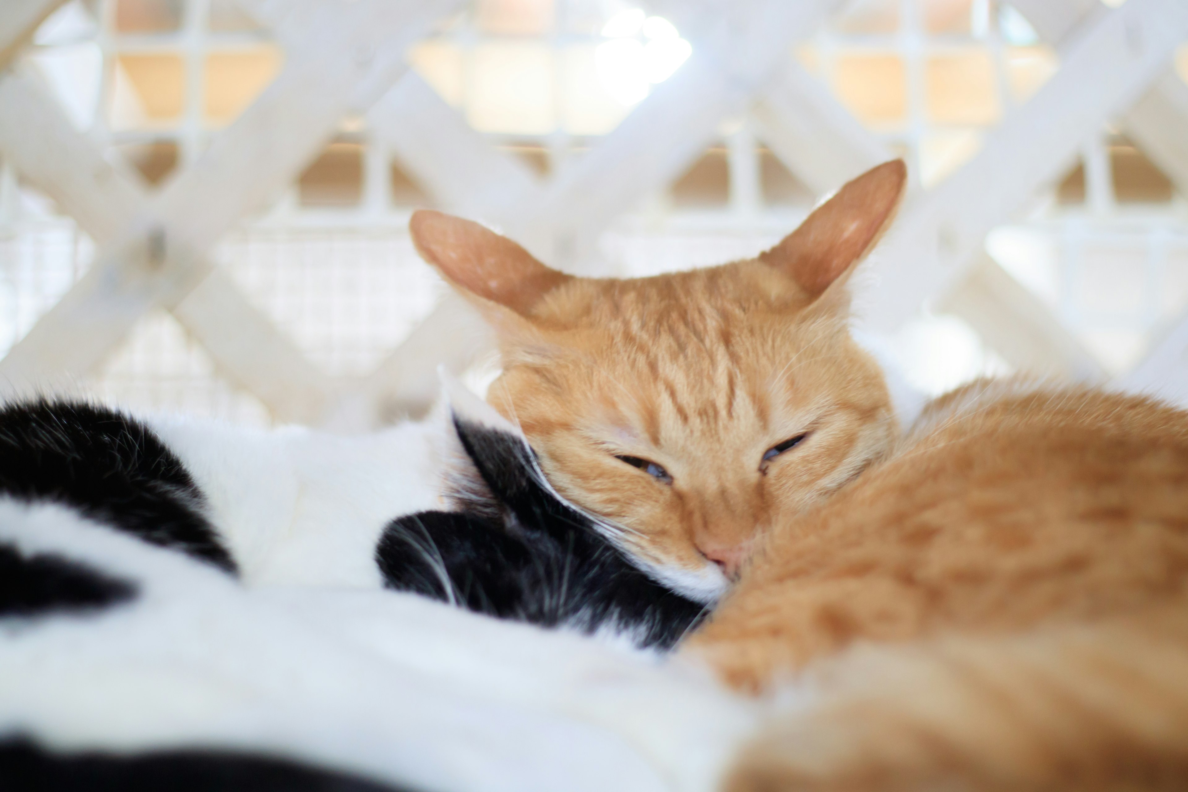 Seekor kucing oranye tidur dekat kucing hitam dan putih