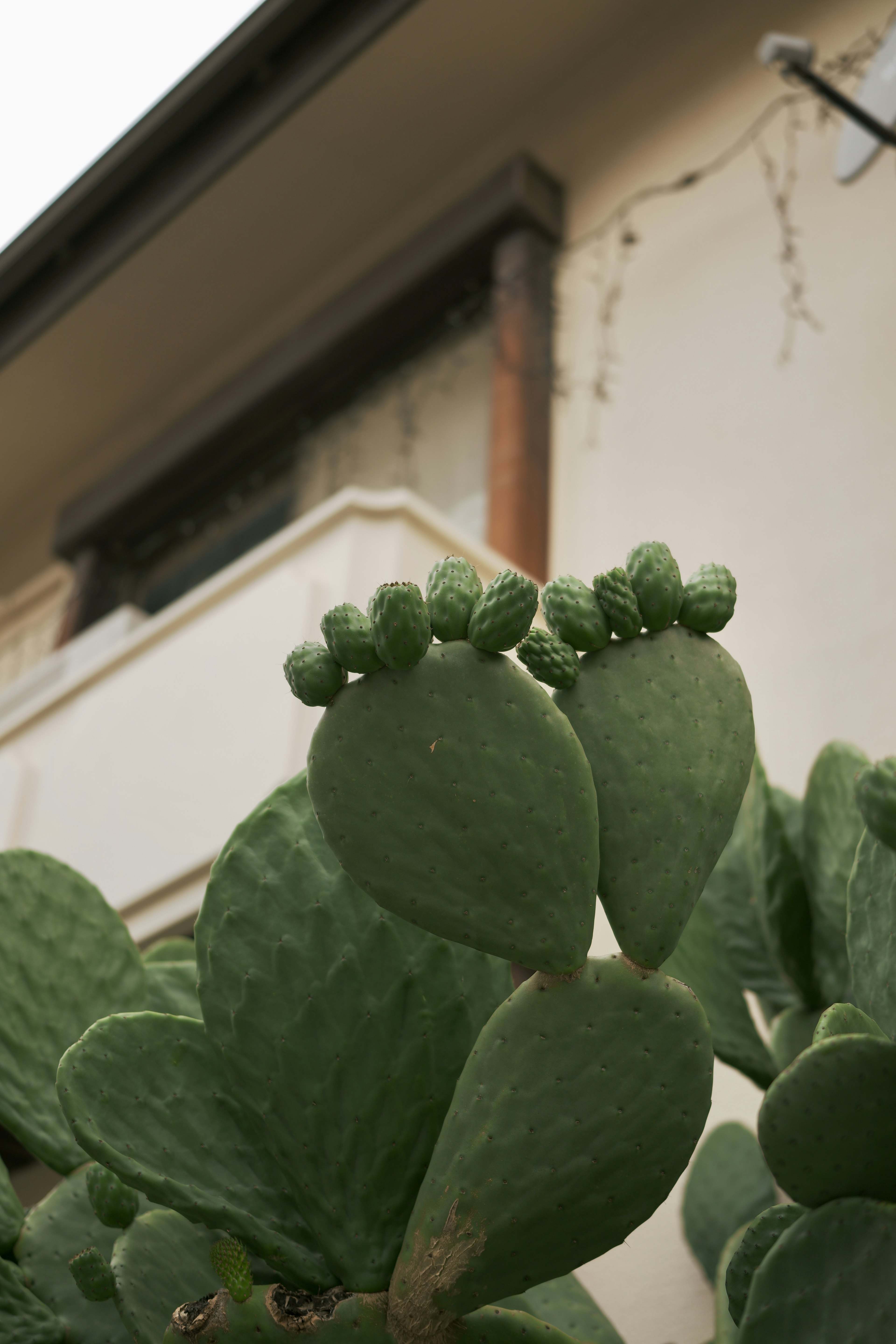 Foglie di cactus con nuove gemme contro l'esterno di una casa