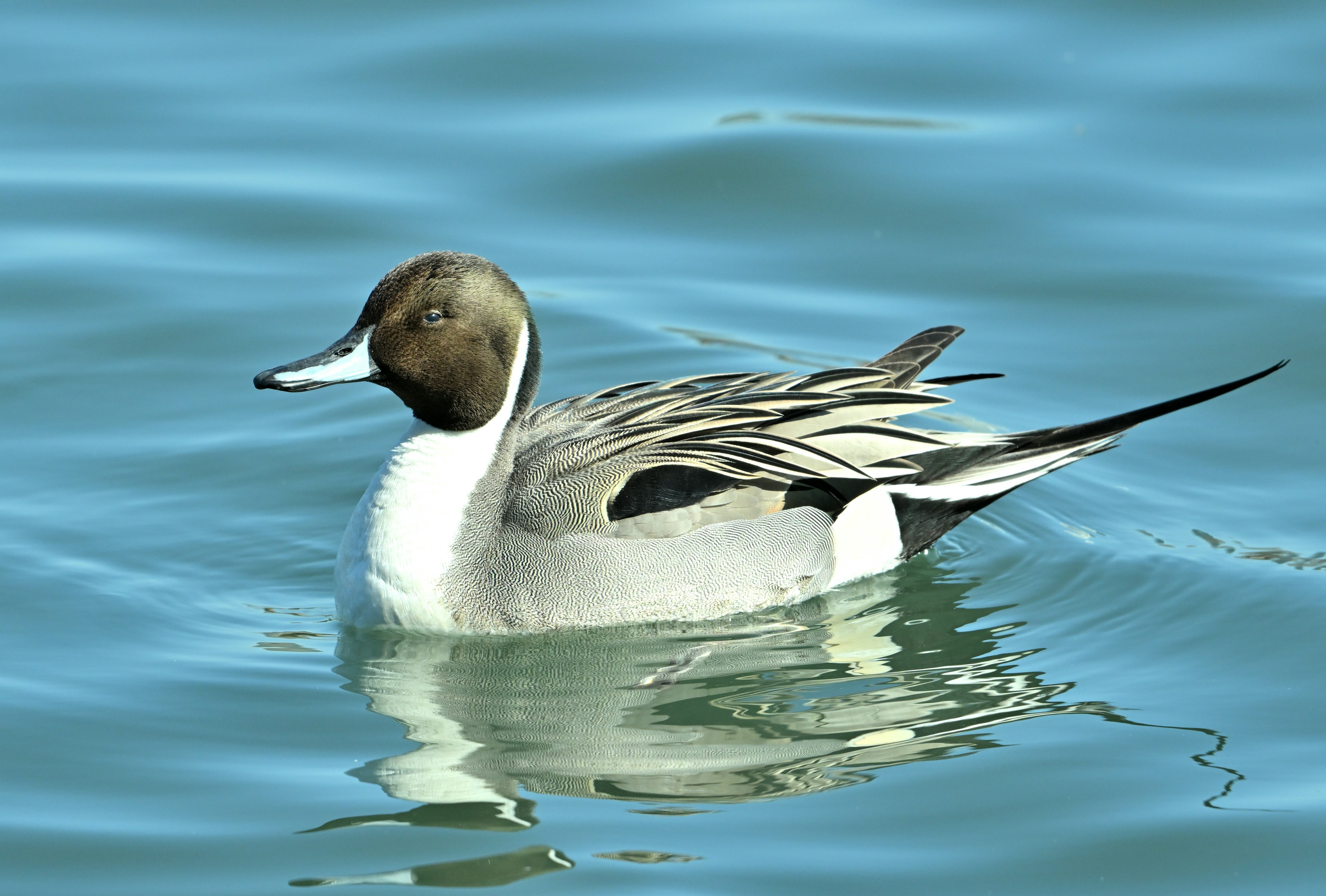 Un pato macho de cuchara nadando en el agua