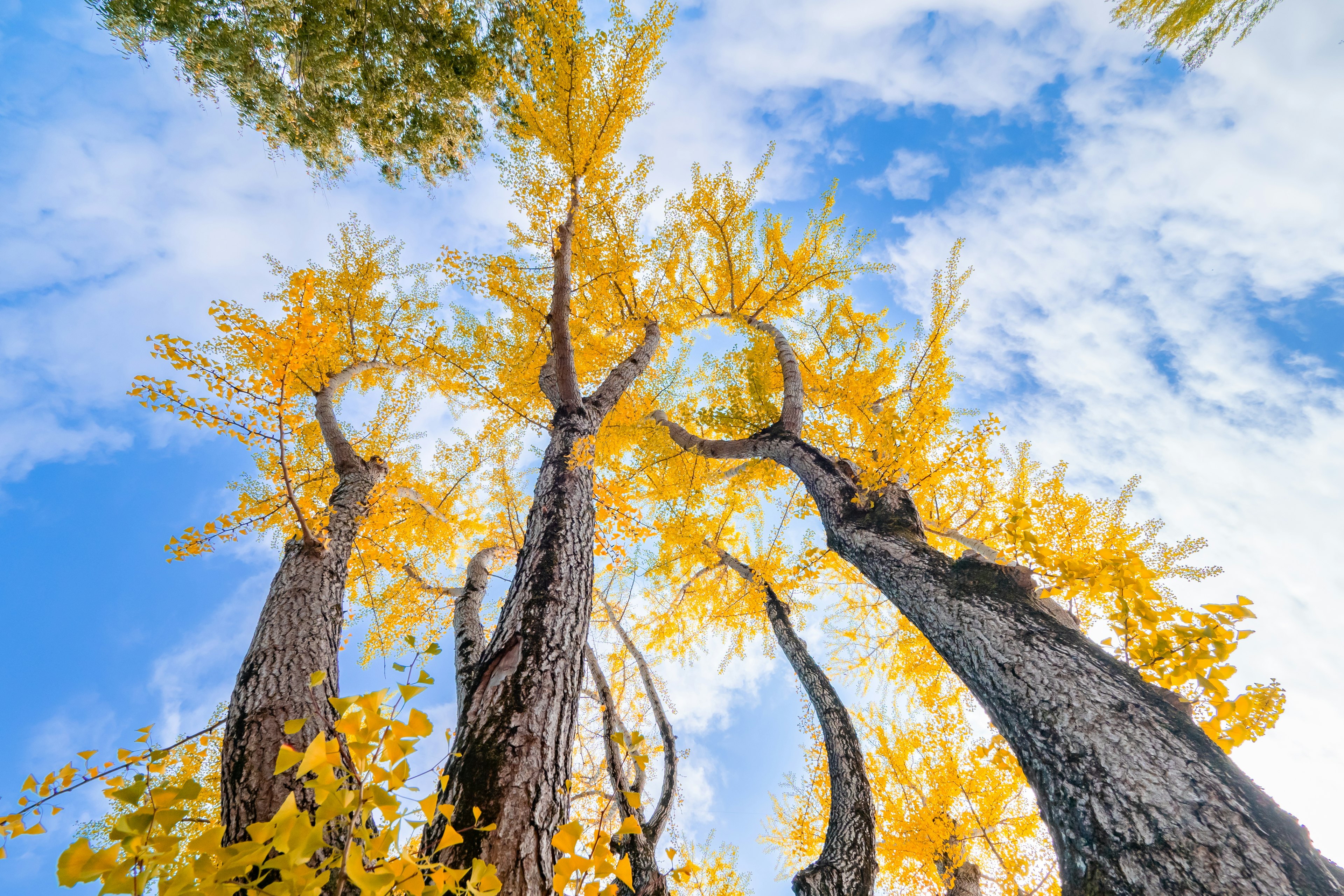 Altos árboles de ginkgo con hojas amarillas vibrantes bajo un cielo azul