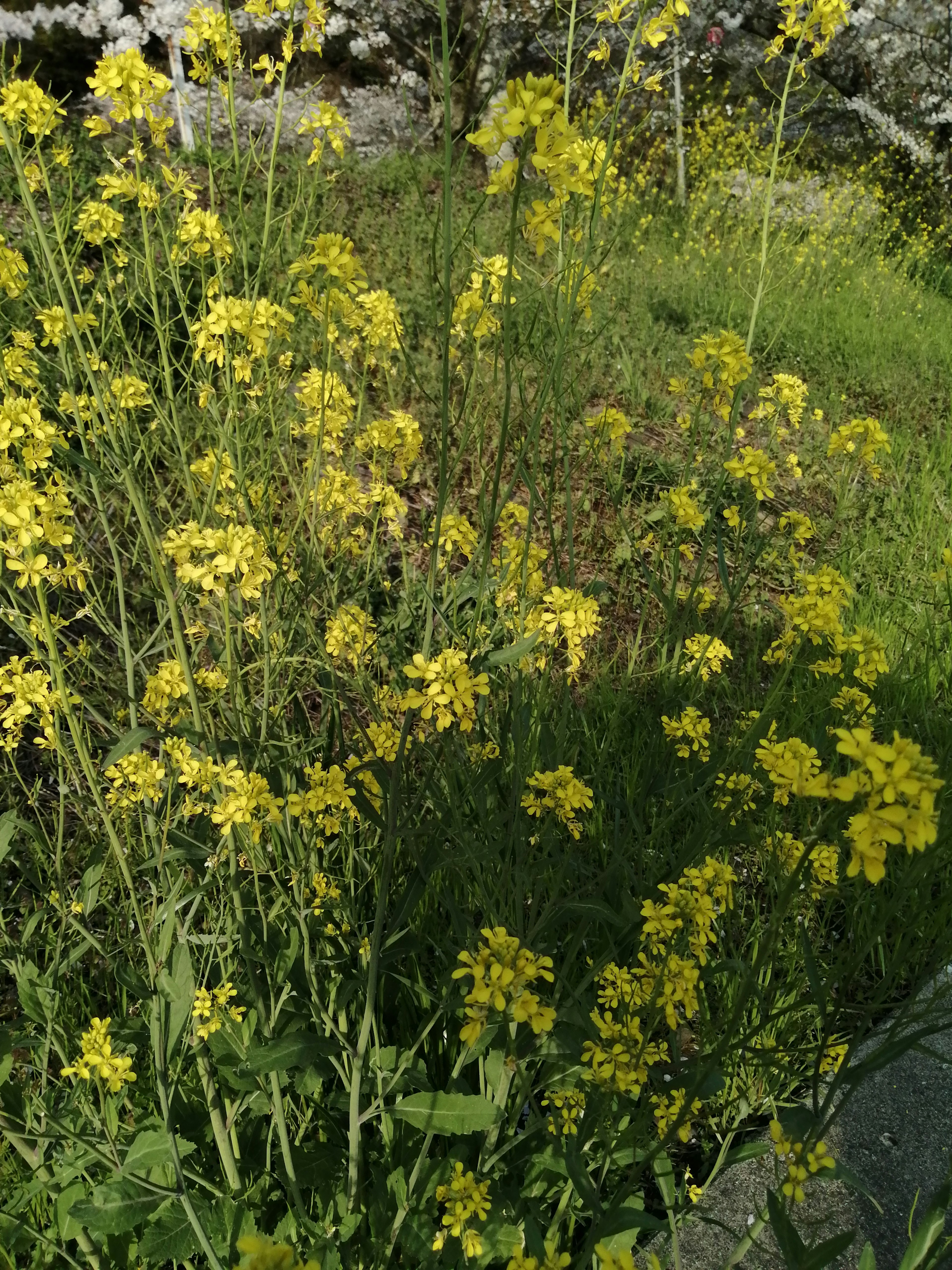 Cluster of wildflowers with bright yellow blooms