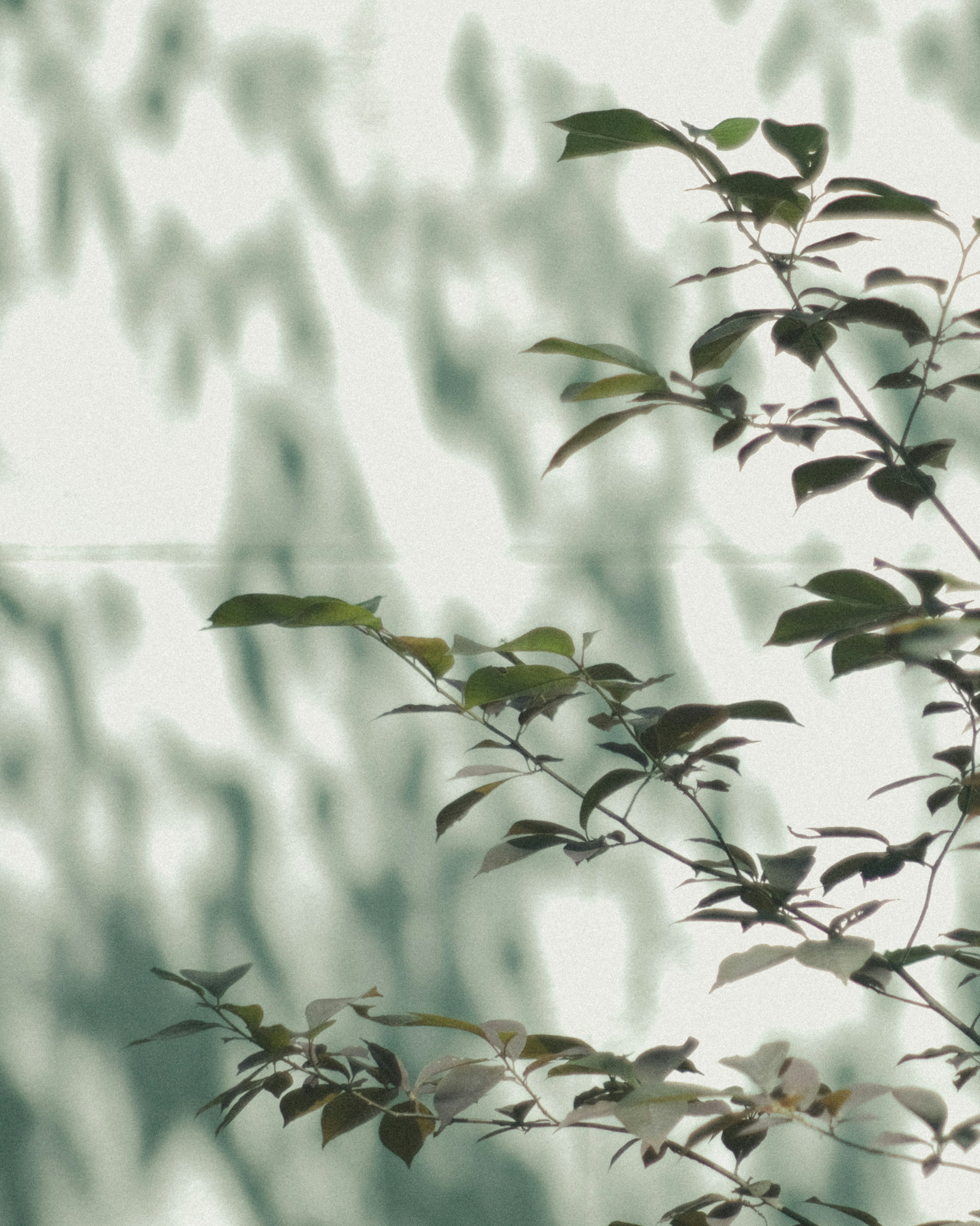 Branche avec des feuilles projetant des ombres sur un mur vert clair