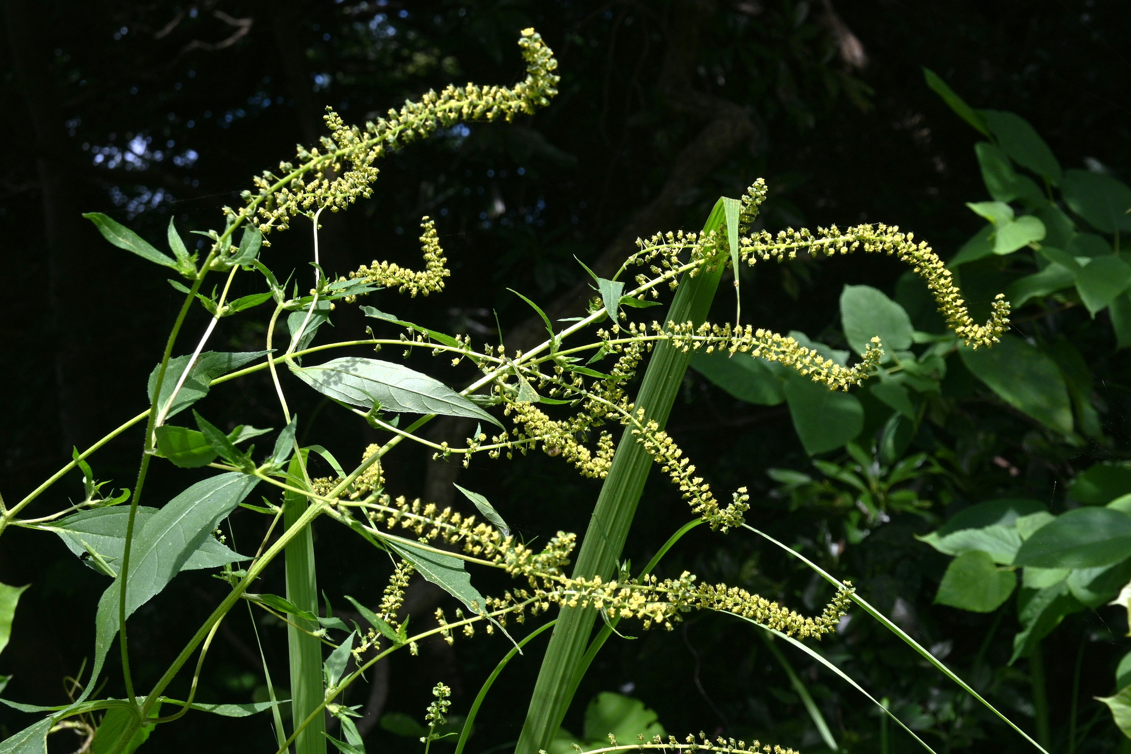 Photo de spikes floraux allongés et de feuilles sur des tiges vertes