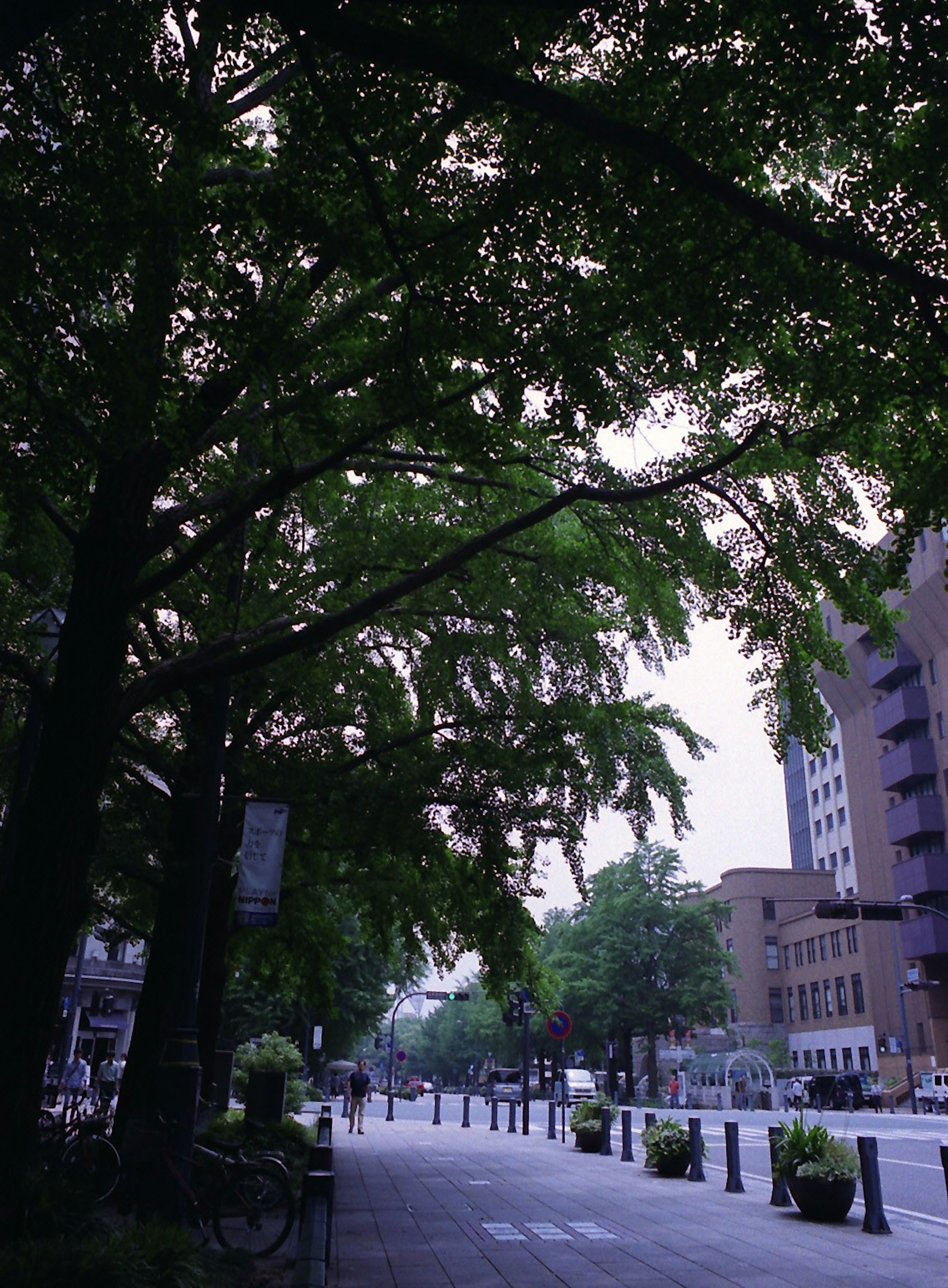 Eine Aussicht auf eine Stadtstraße, gesäumt von üppigen grünen Bäumen