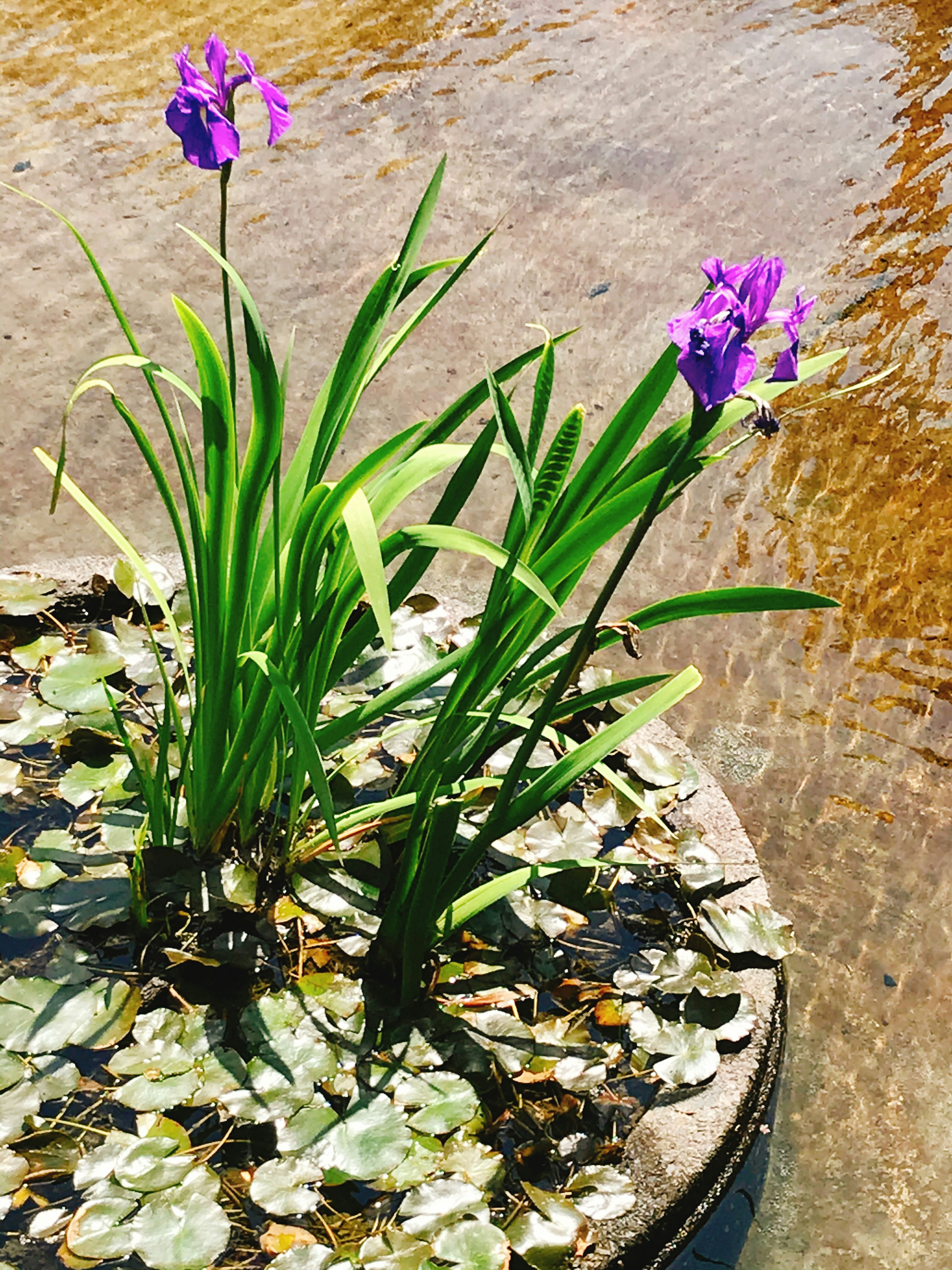 紫色の花が咲く水辺の植物と緑の葉