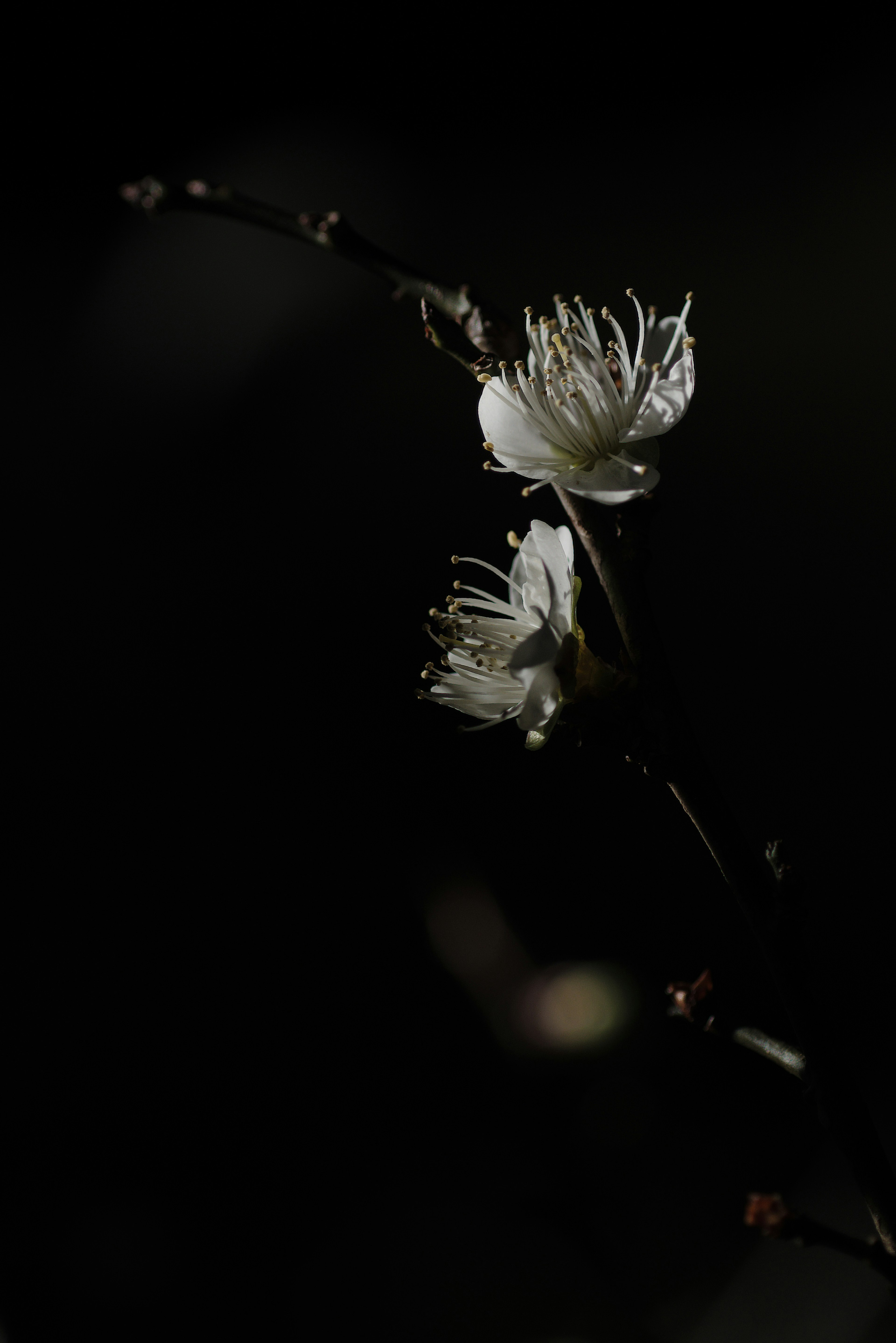 A simple and beautiful image of white flowers blooming against a dark background