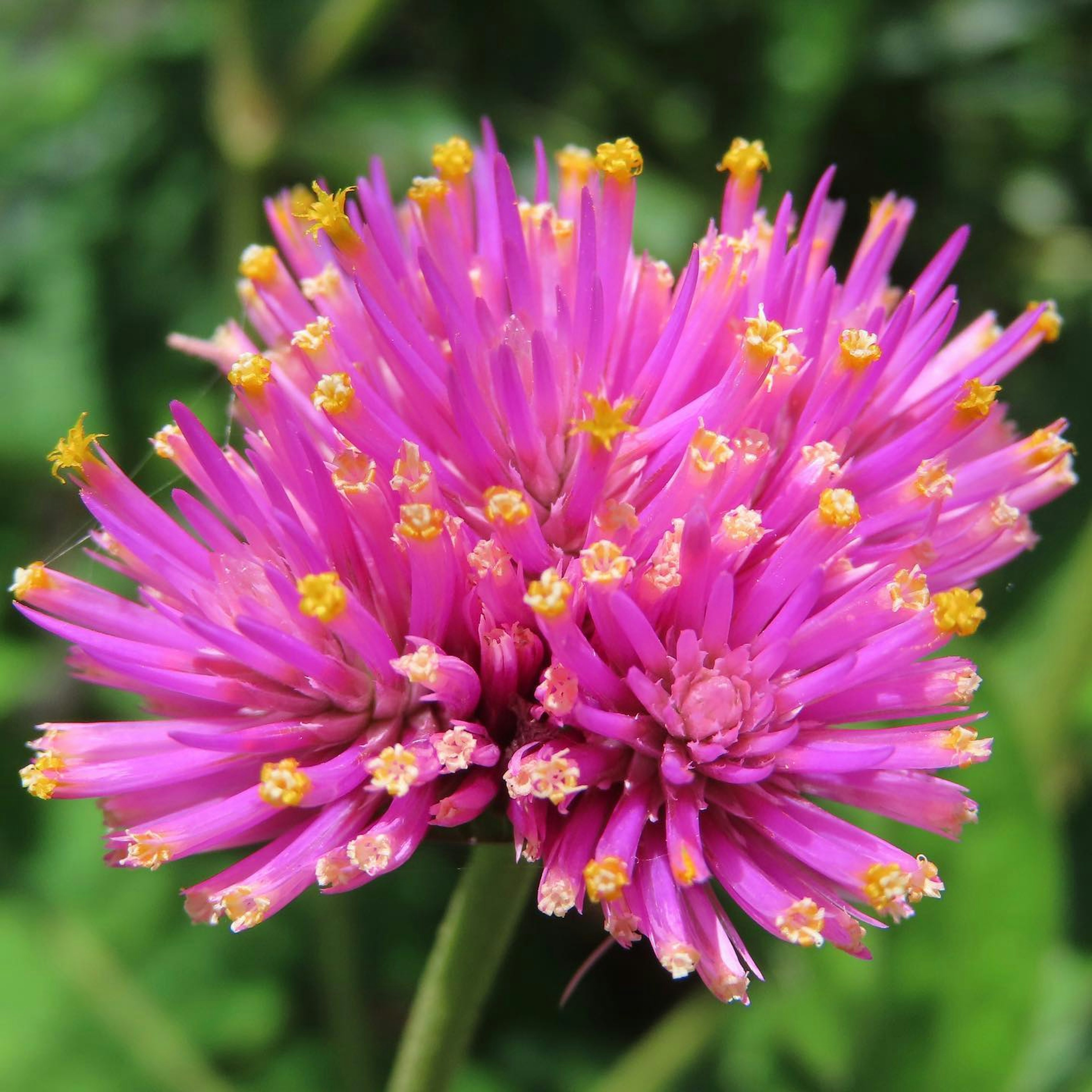 A cluster of vibrant pink flowers with yellow tips