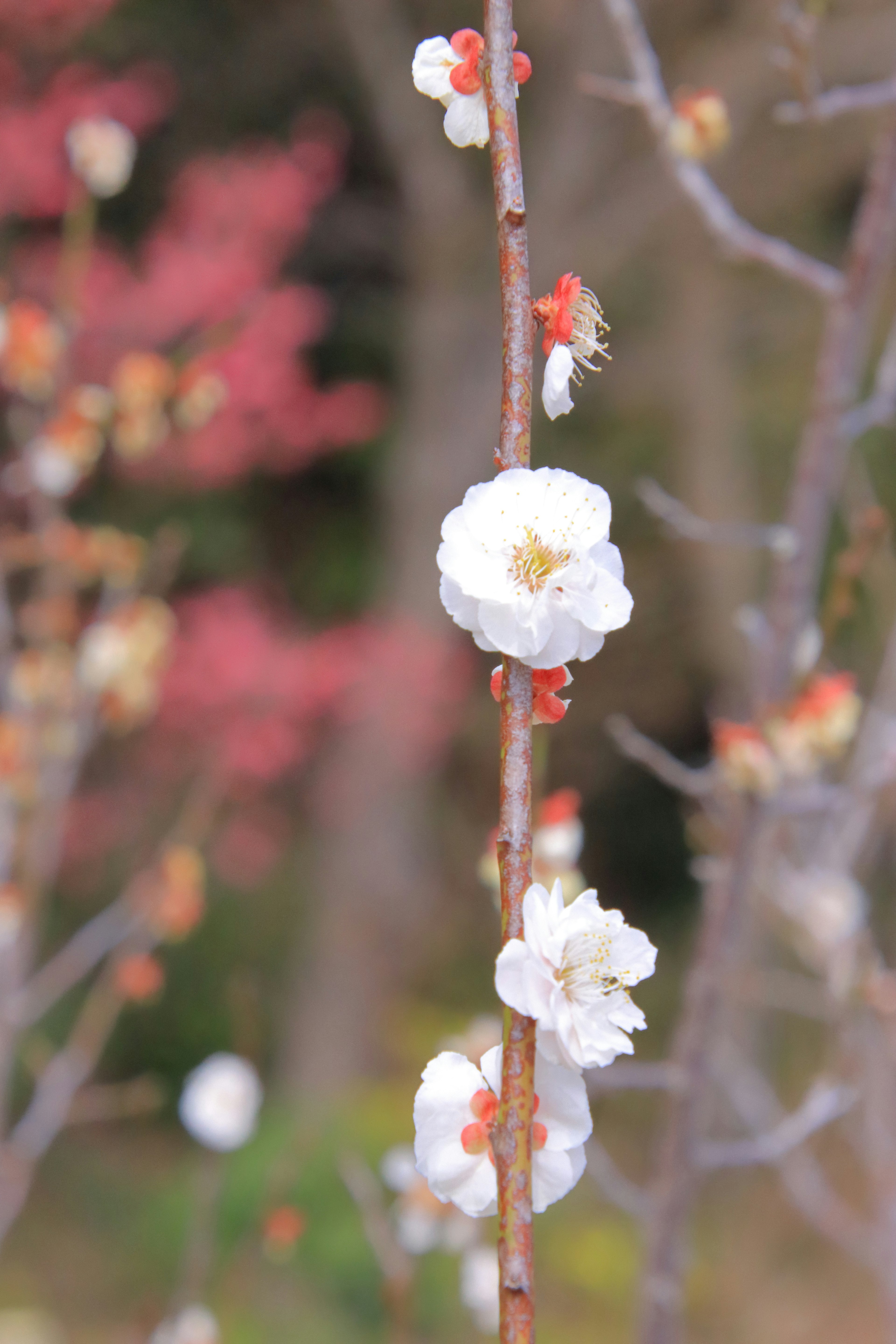 Zweig mit weißen Blüten und verschwommenem Hintergrund roter Blätter