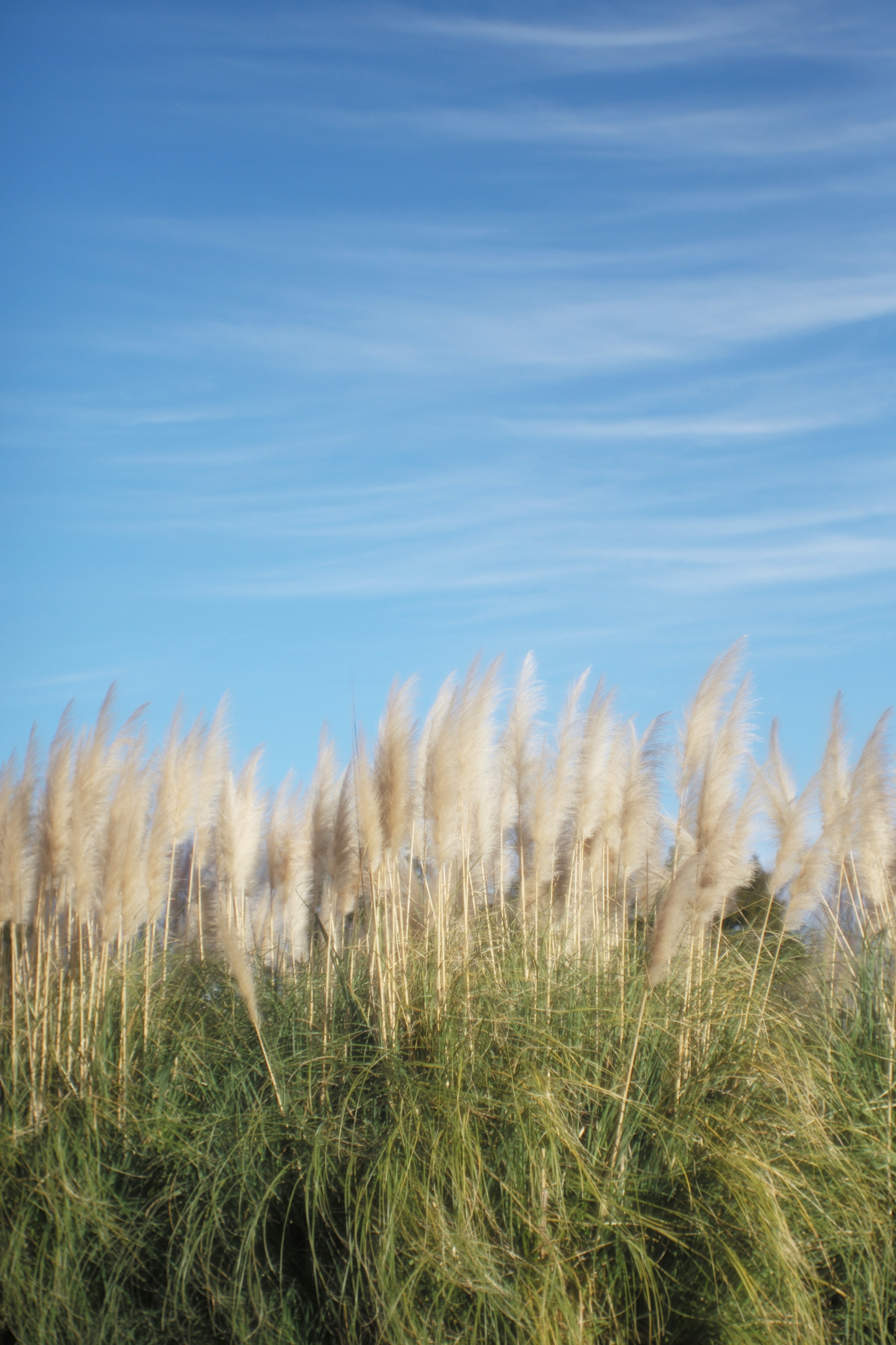 Raggruppamento di erba pampas sotto un cielo blu