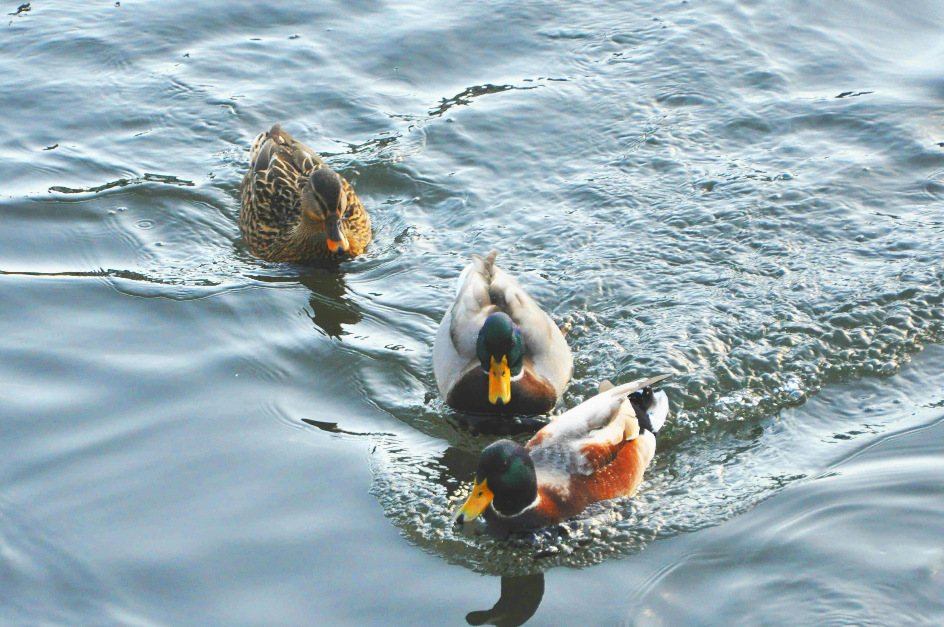 Tres patos nadando en la superficie del agua