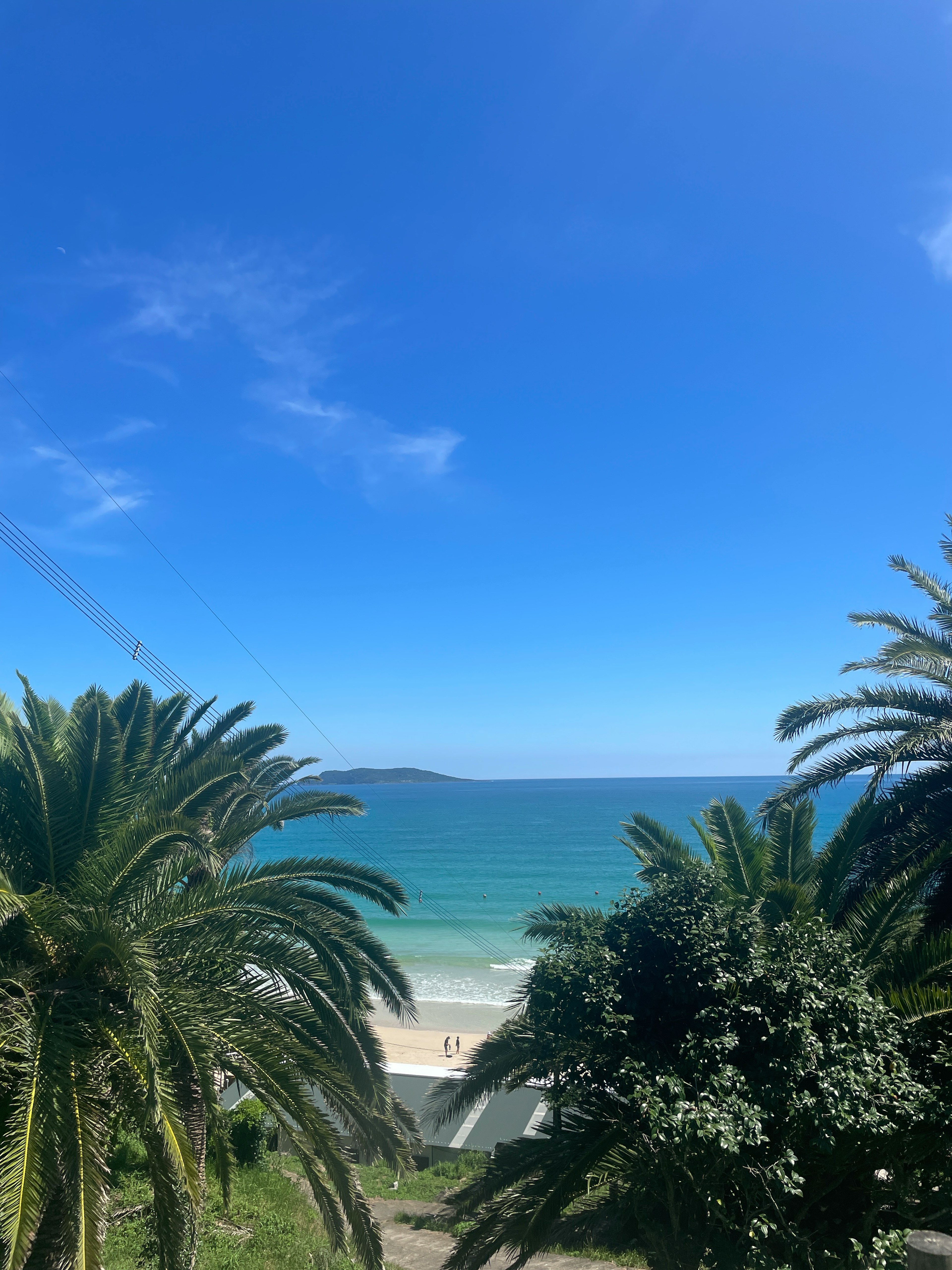 Landscape featuring palm trees with a blue sky and ocean