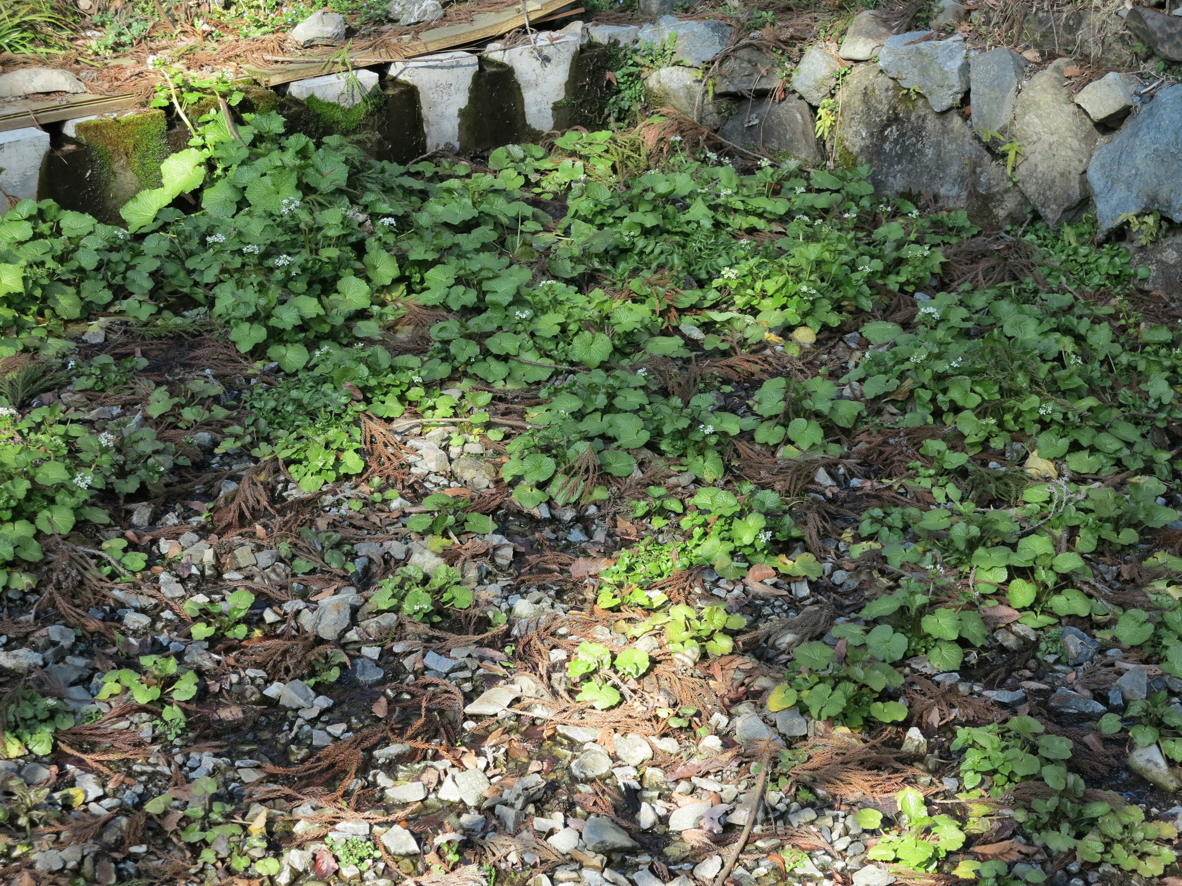 A patch of lush green plants in a garden corner with a stone wall in the background