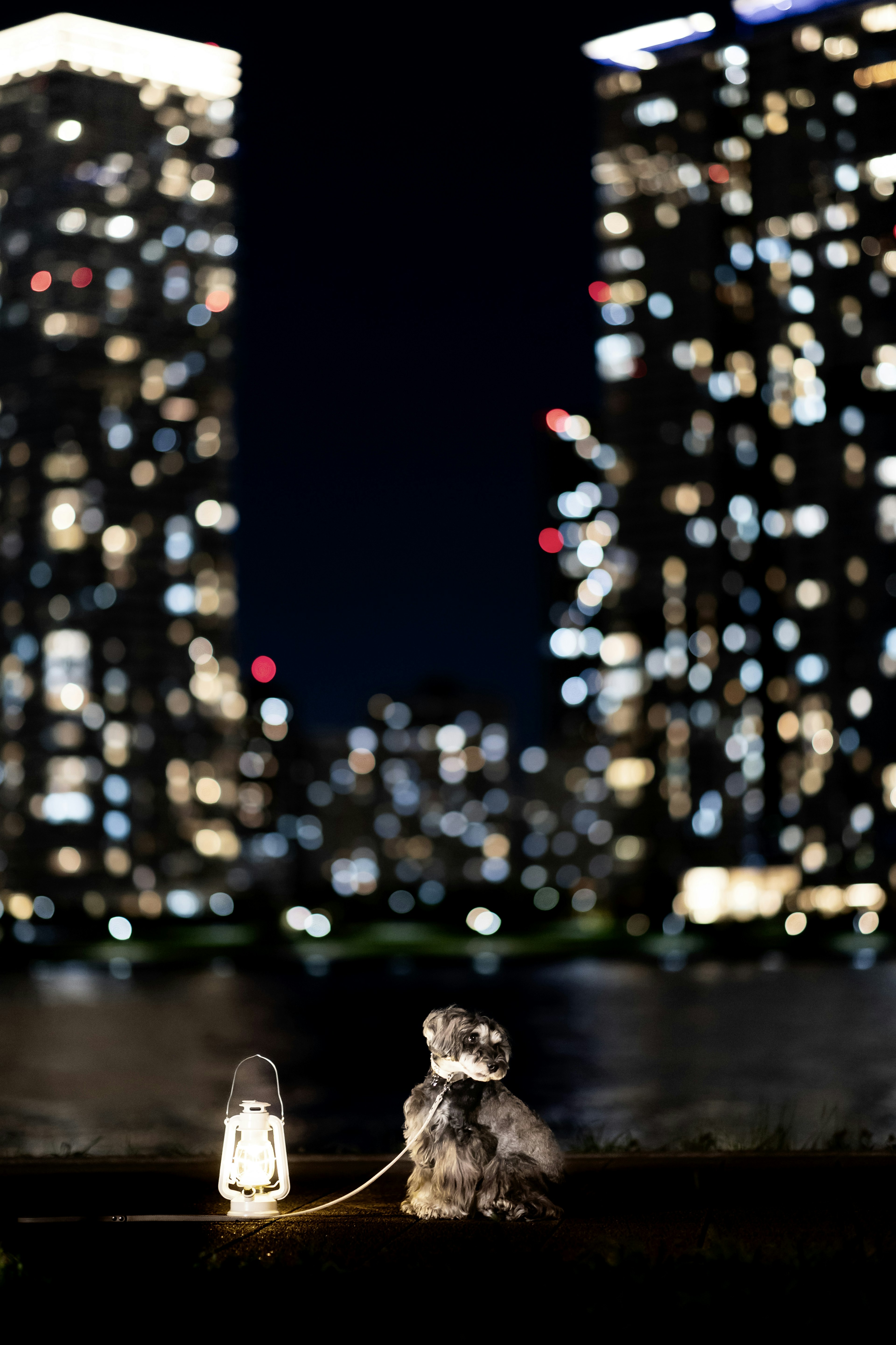 Dog sitting in front of a lantern with a city skyline at night